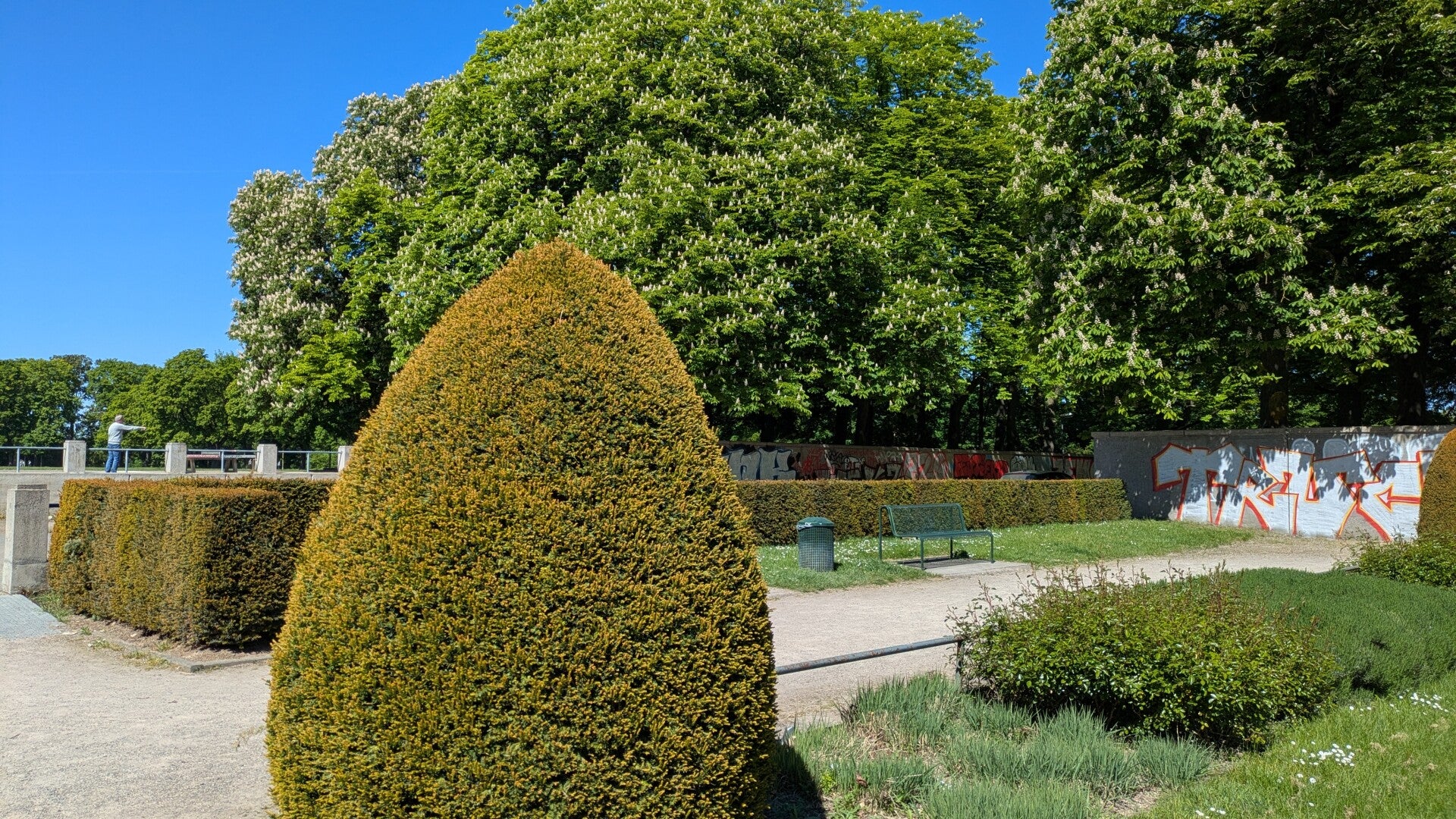 Blick auf einen kunstvoll zugeschnittenen  grossen Busch im Blücherpark