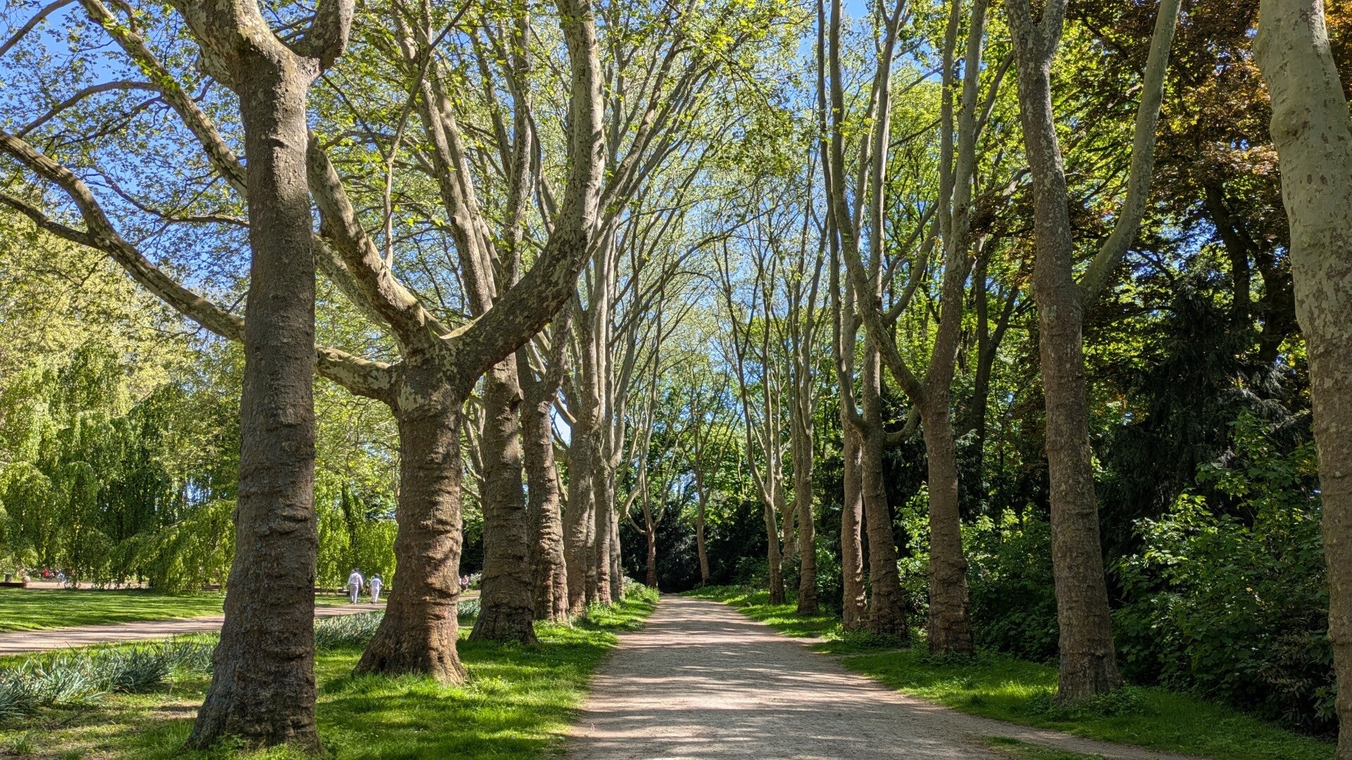 Eine ganz wunderbare Allee mit sehr alten Bäumen im Blücher Park