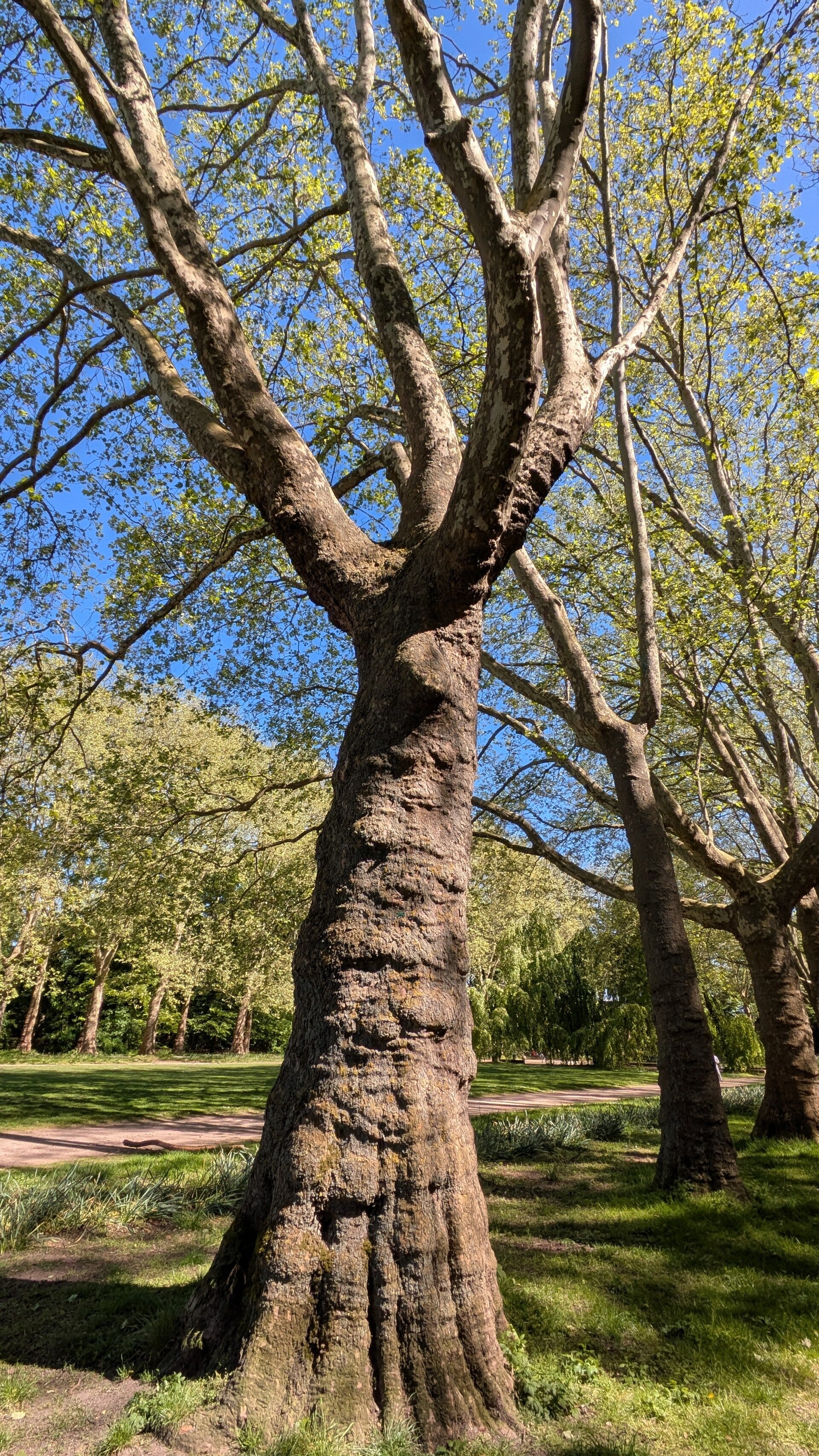 Ein riesiger knorriger alter Baum in der Allee am Blücher Park