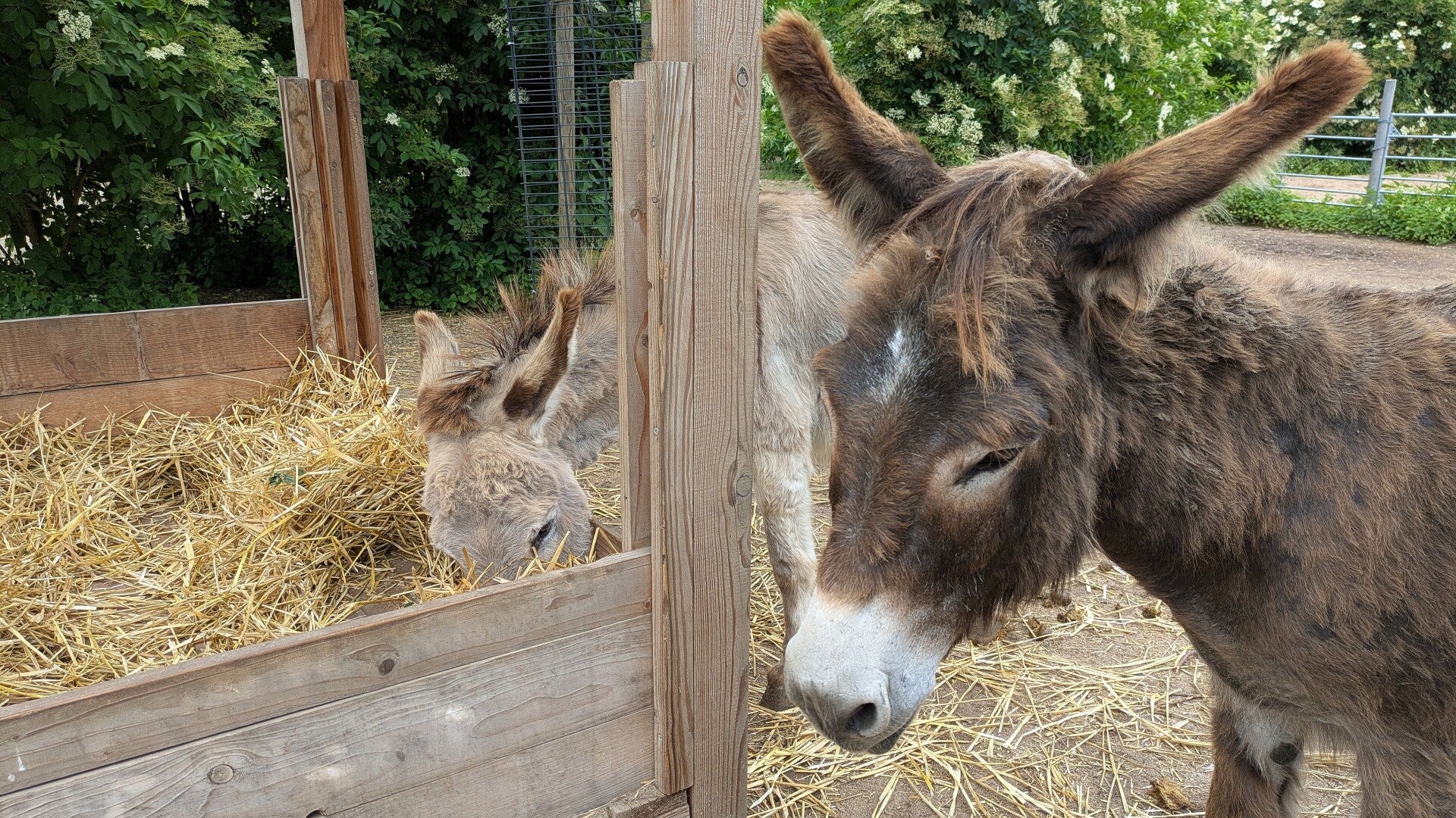 Ein brauner und grauerEsel beim Heuessen im Eselpark Zons