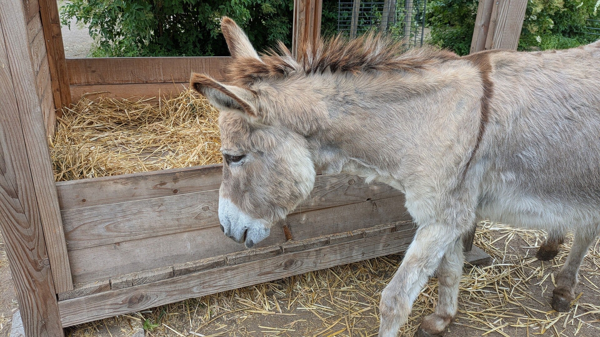 Ein ganz grauer Esel beim Heuessen im Eselpark Zons