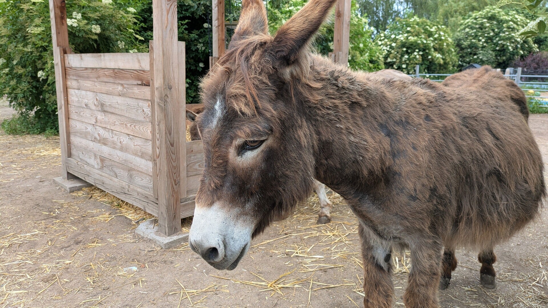 Ein brauner Eselchen neben einem Heuballen im Eselpark Zons