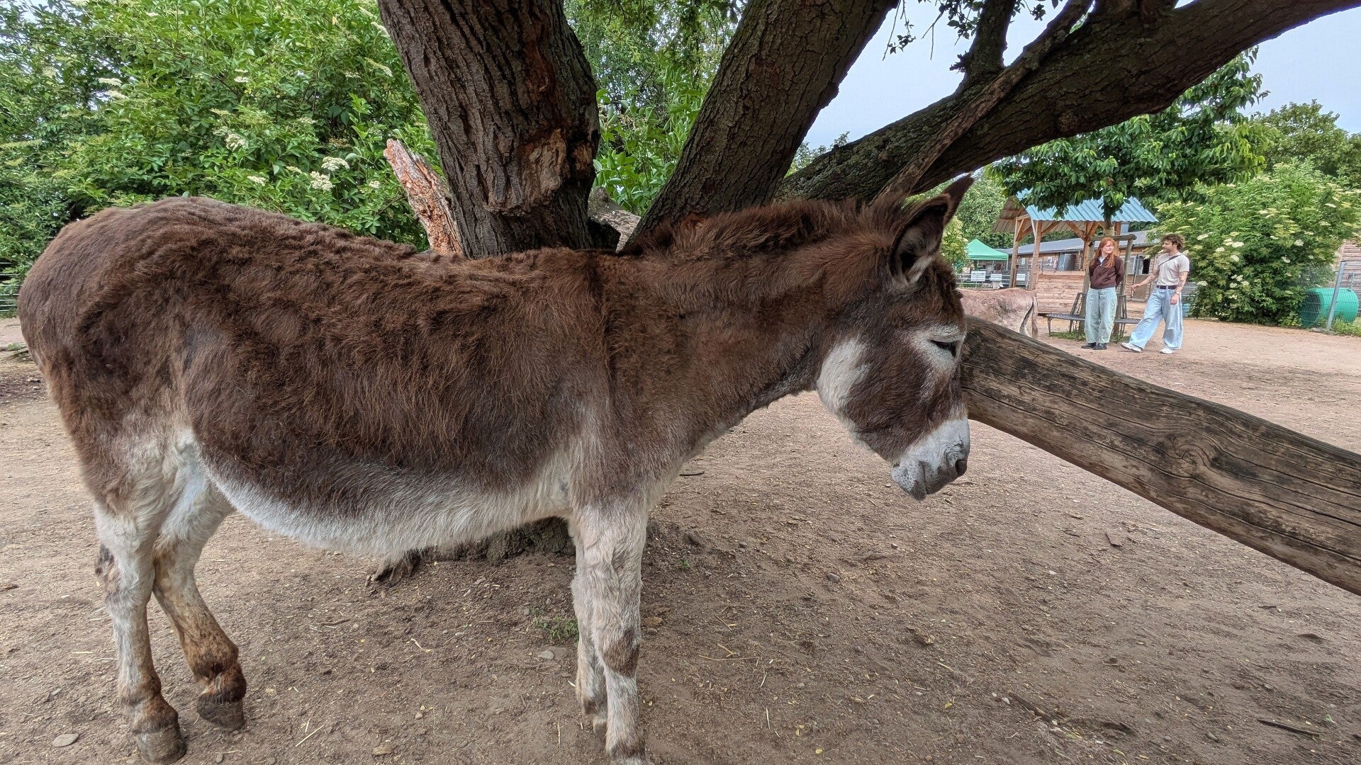 Ein brauner Esel neben einem Baum im Eselpark Zons