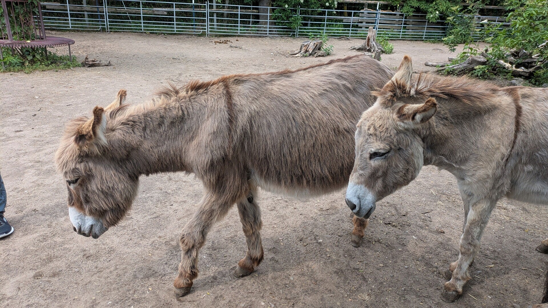 Zwei grosse Esel beim gemeinsamen Spazierengehen im Eselpark Zons