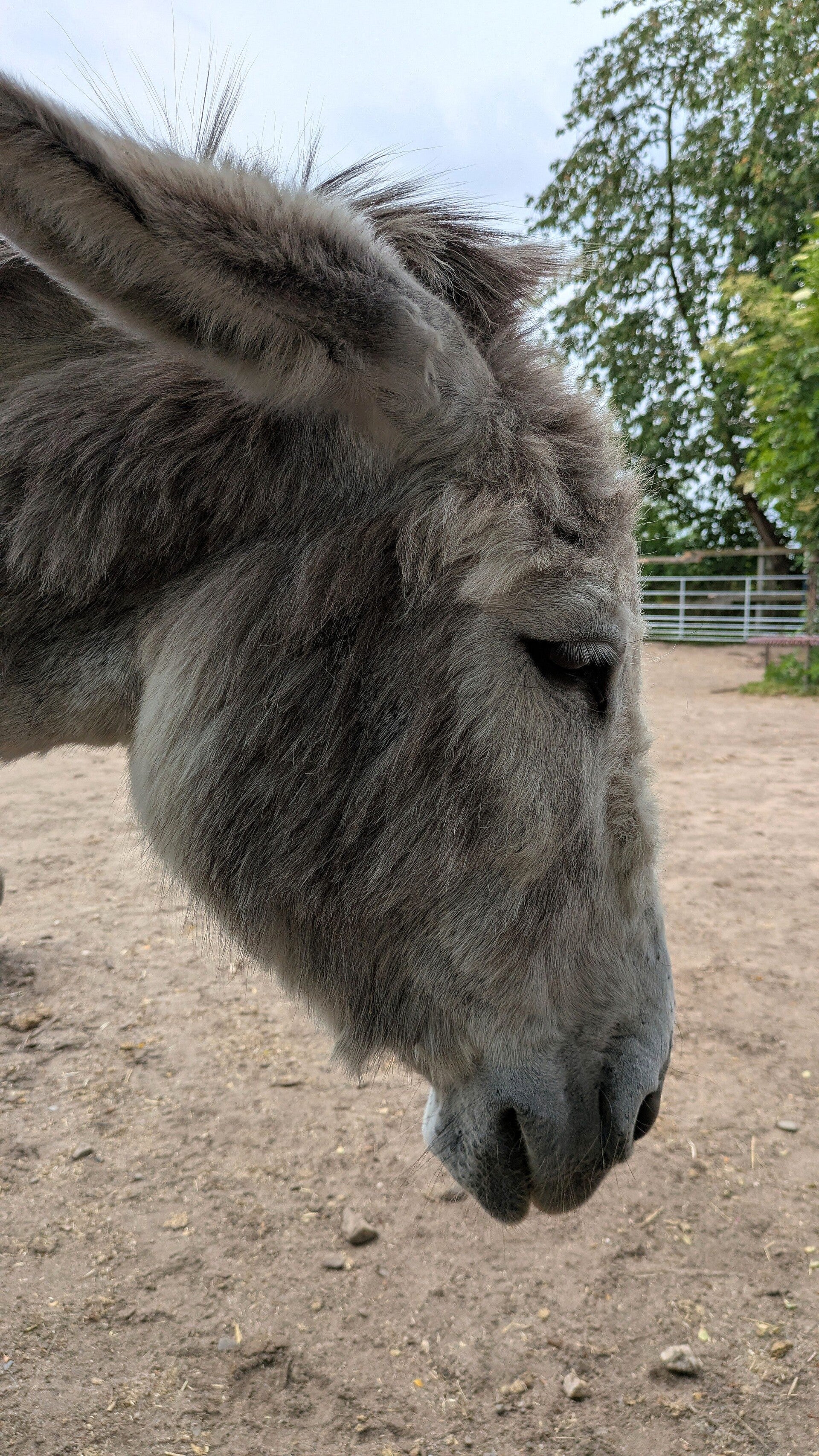 Blick auf ein schönes graues Eselgesicht im Eselpark Zons