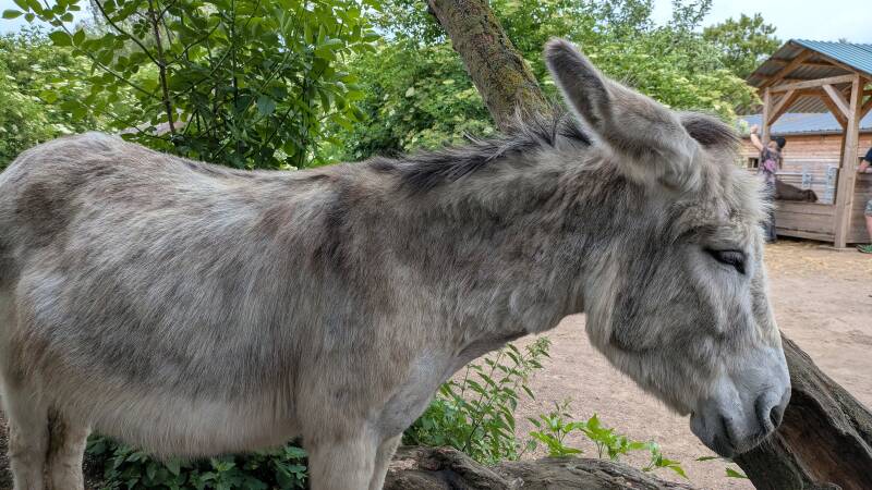 Blick auf einen ganz grauen Esel neben einem Baum im Eselpark Zons