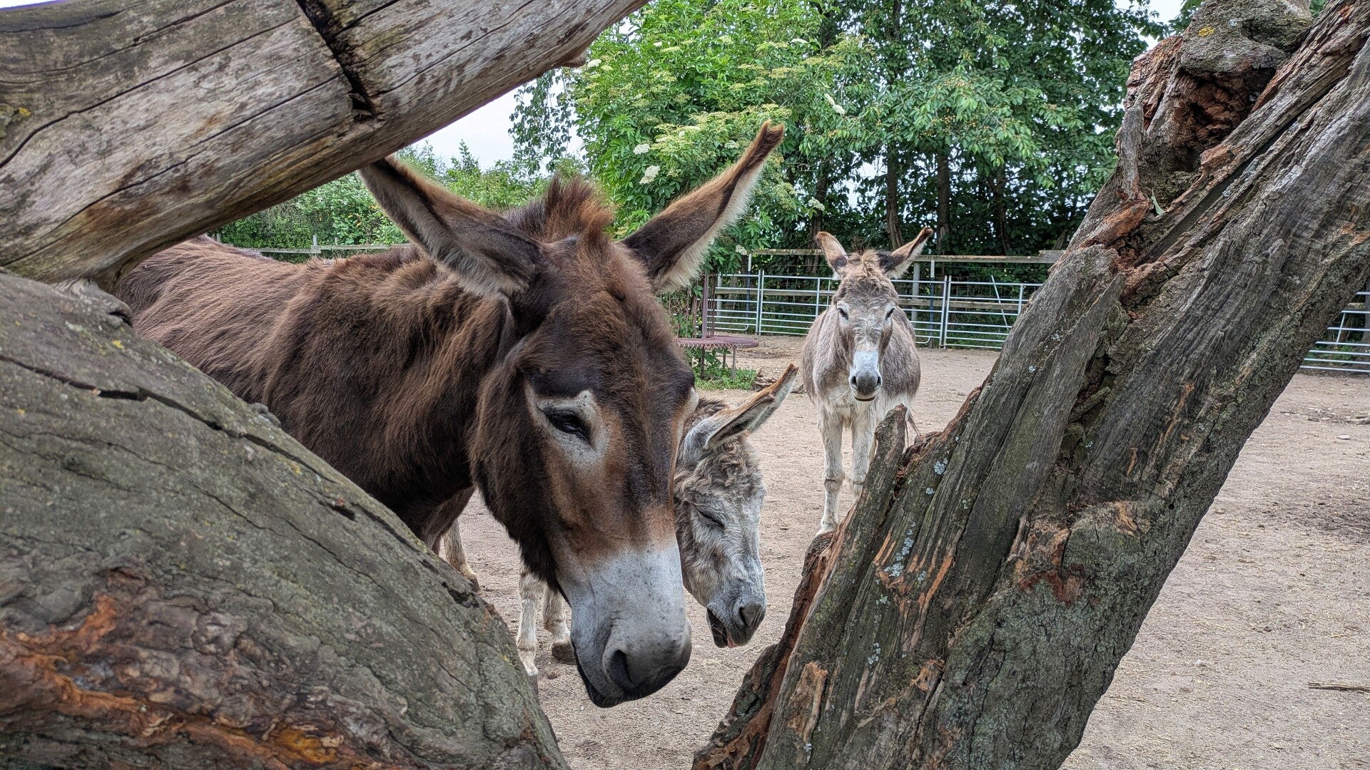 Drei Esel neben einem Baum im Eselpark Zons