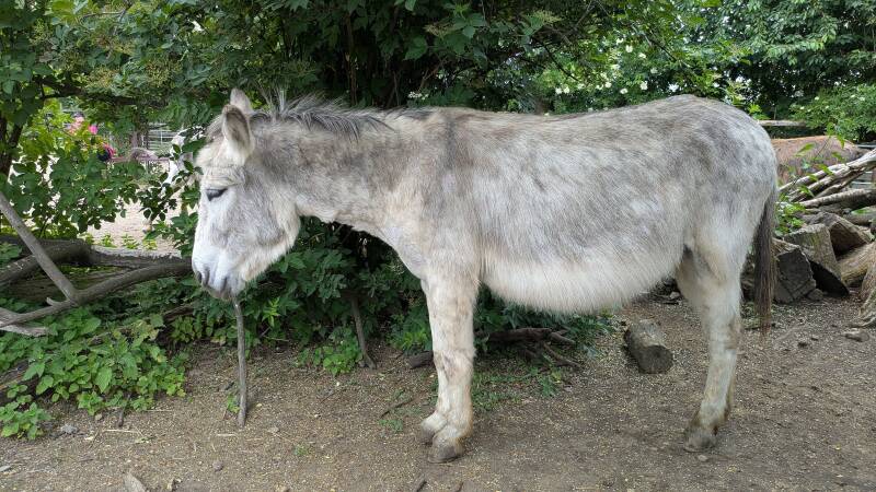Mein grosser grauer Lieblingsesel neben einem Busch im Eselpark Zons