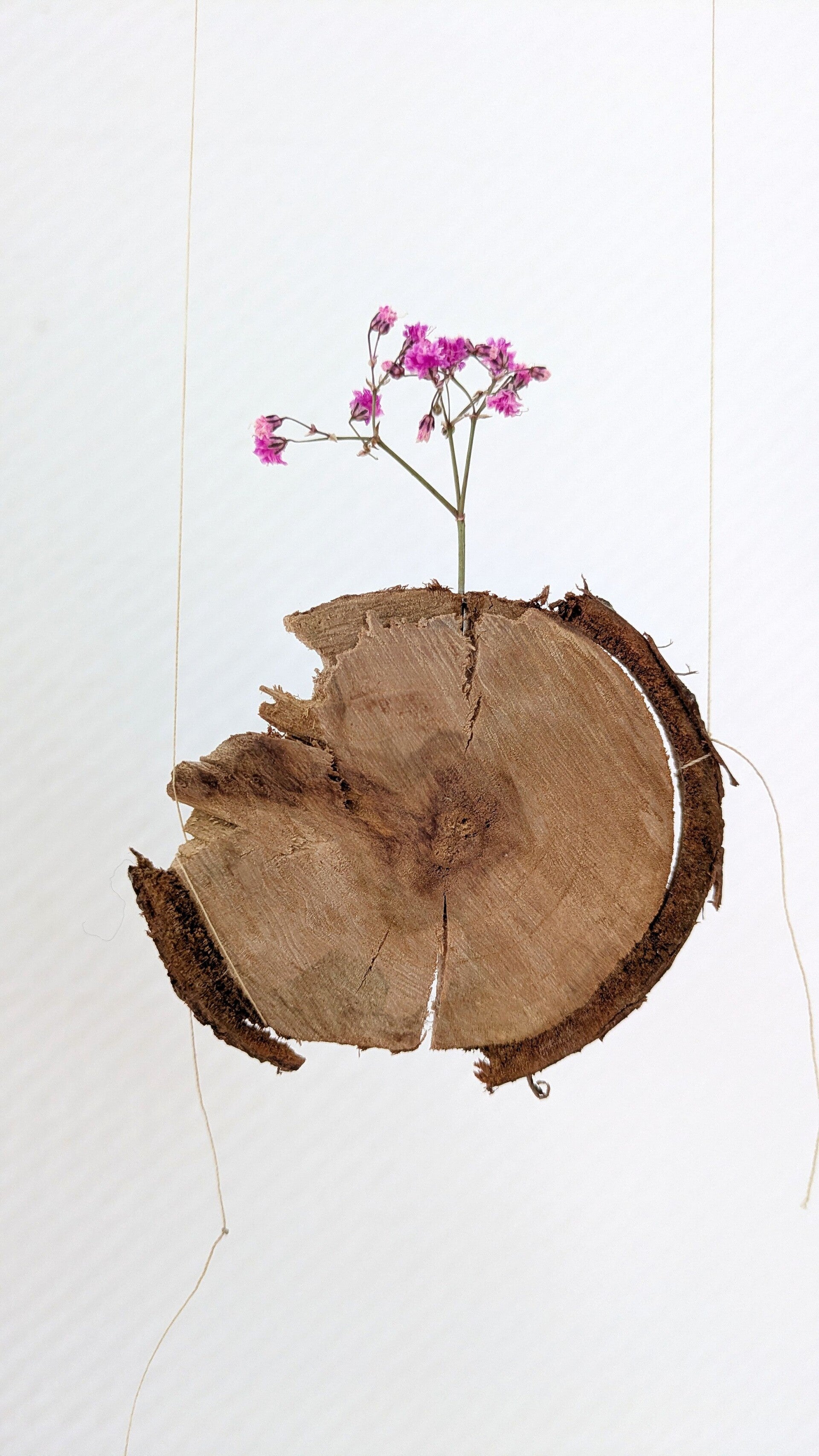 Eine Astscheibe dekoriert mit einer kleinen rosafarbenen Blüte in der Ausstellung „Blütenbriefe“.