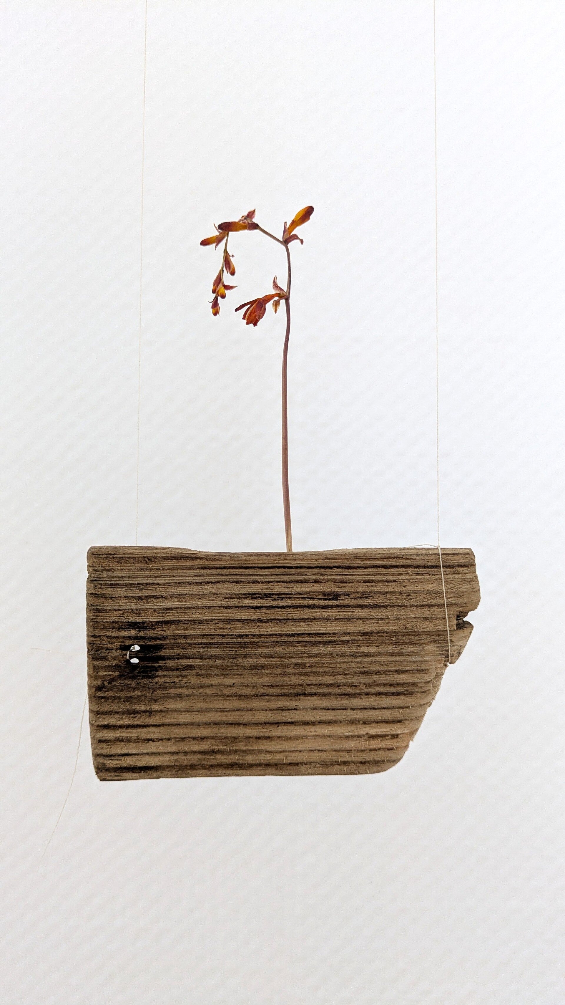Ein schwebendes Holzstück mit Blüte in der Ausstellung „Blütenbriefe“.