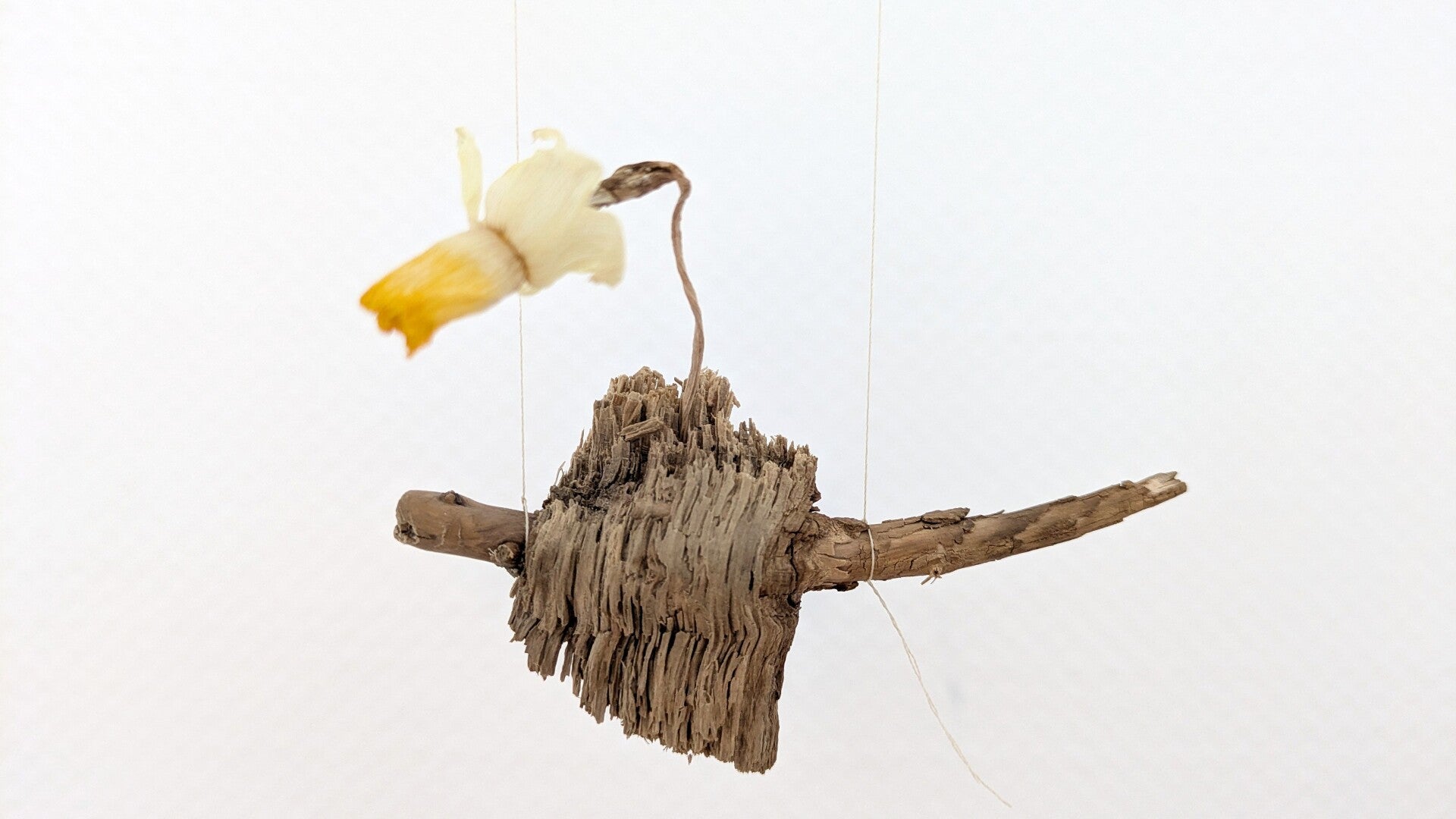 Ein kleiner Ast mit einer Narzissenblüte in der Ausstellung „Blütenbriefe“.