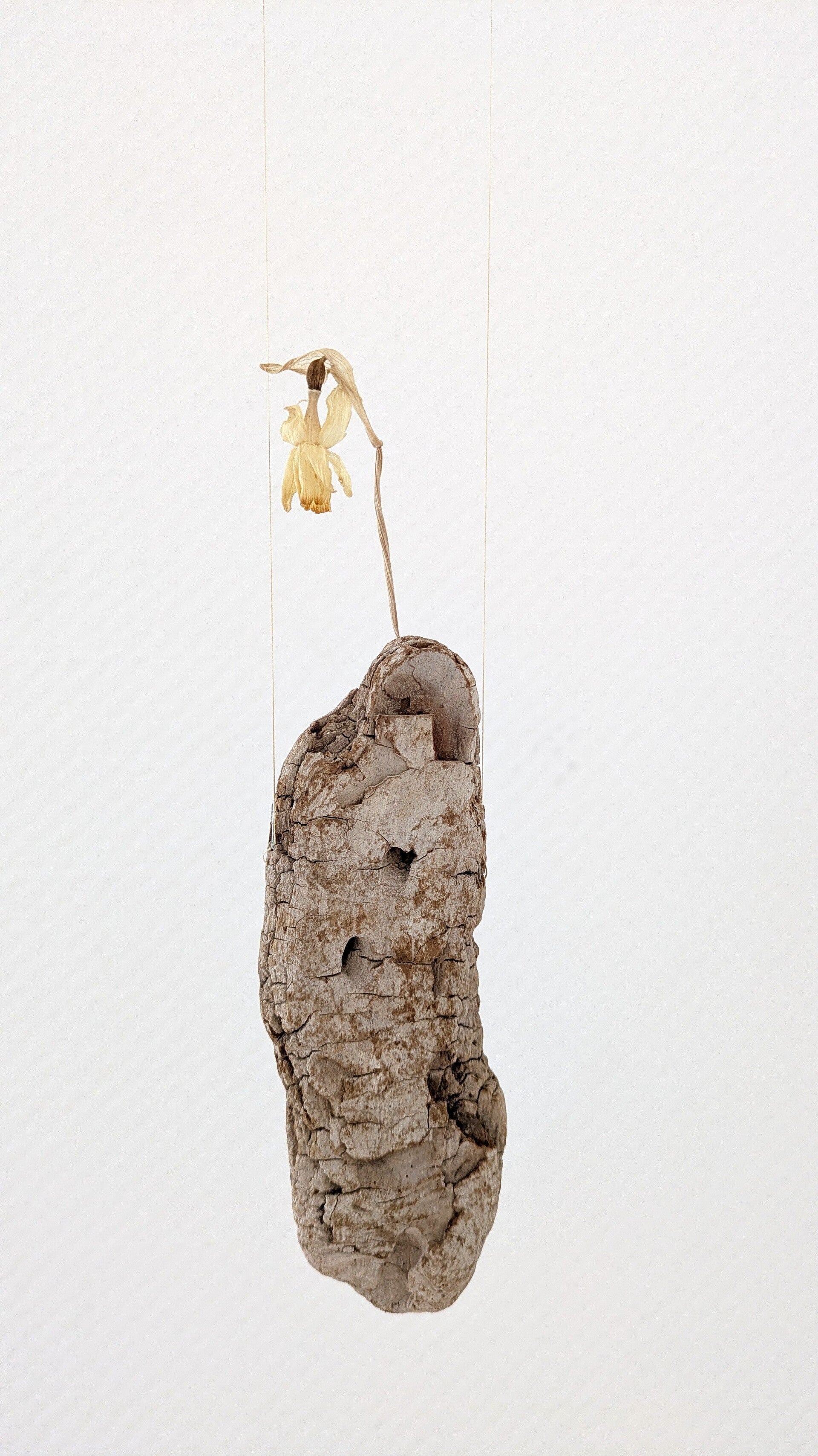 Ein Rindenstück mit einer weissen Blüte in der Ausstellung „Blütenbriefe“.