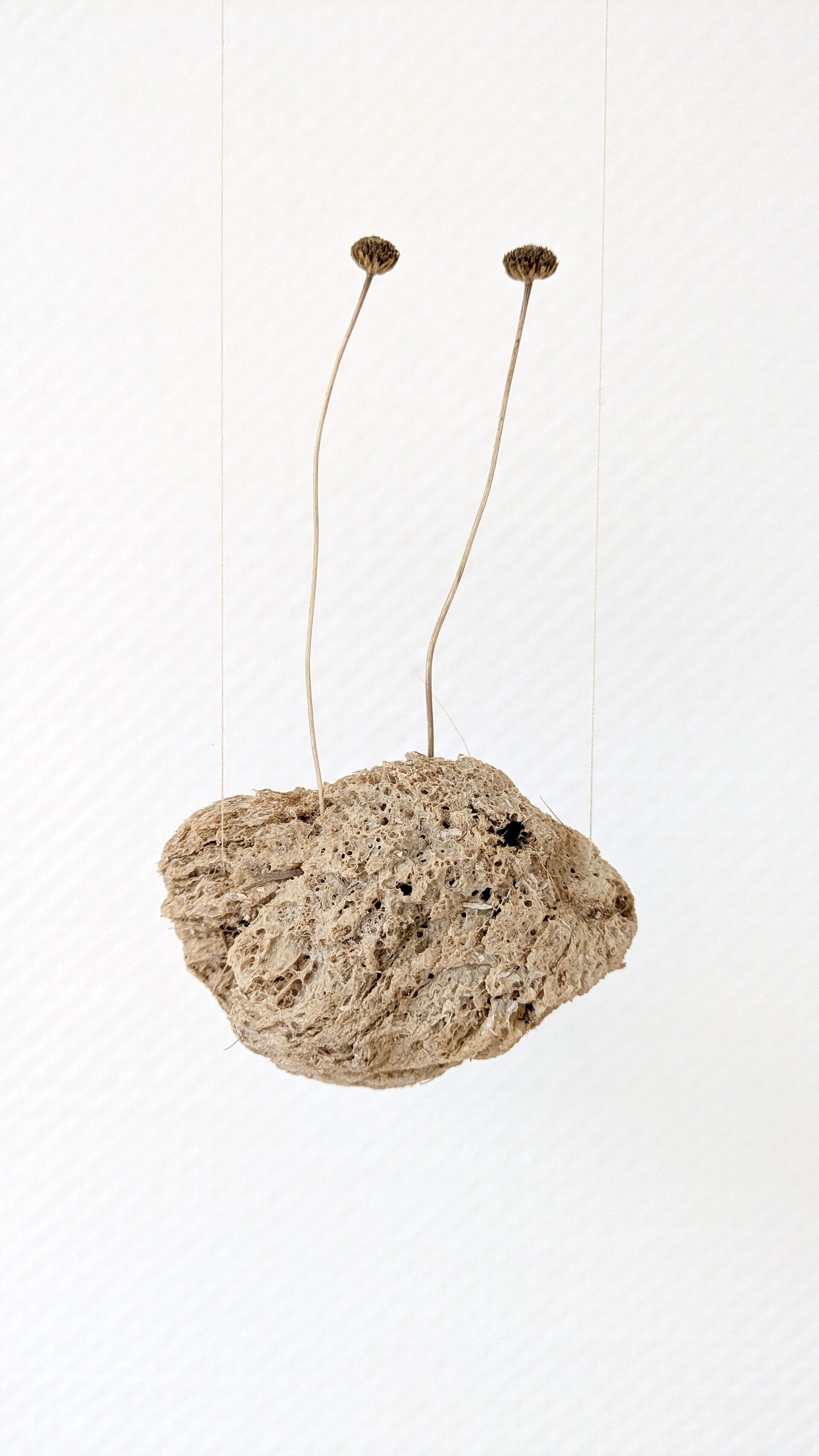 Zwei filigrane Blüten verzieren einen Schwamm in der Ausstellung „Blütenbriefe“.