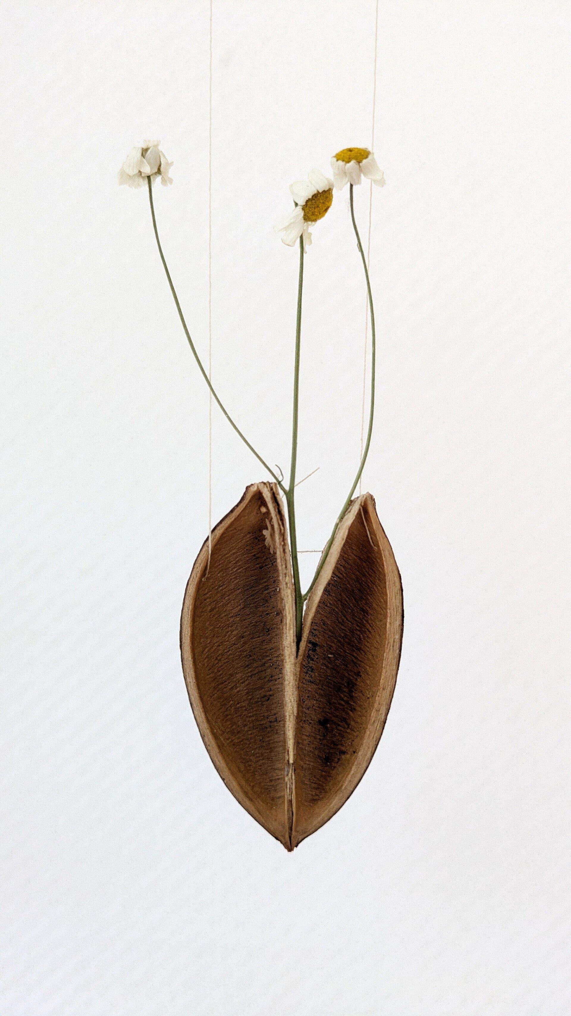 Eine Samenkapsel mit drei filigranen Blüten in der Ausstellung „Blütenbriefe“.