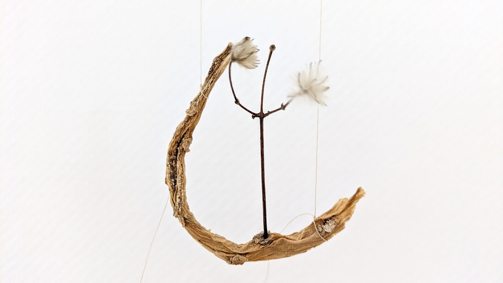 Eine gebogene kleine Wurzel mit einer luftige  kleine Blüte in der Ausstellung „Blütenbriefe“.