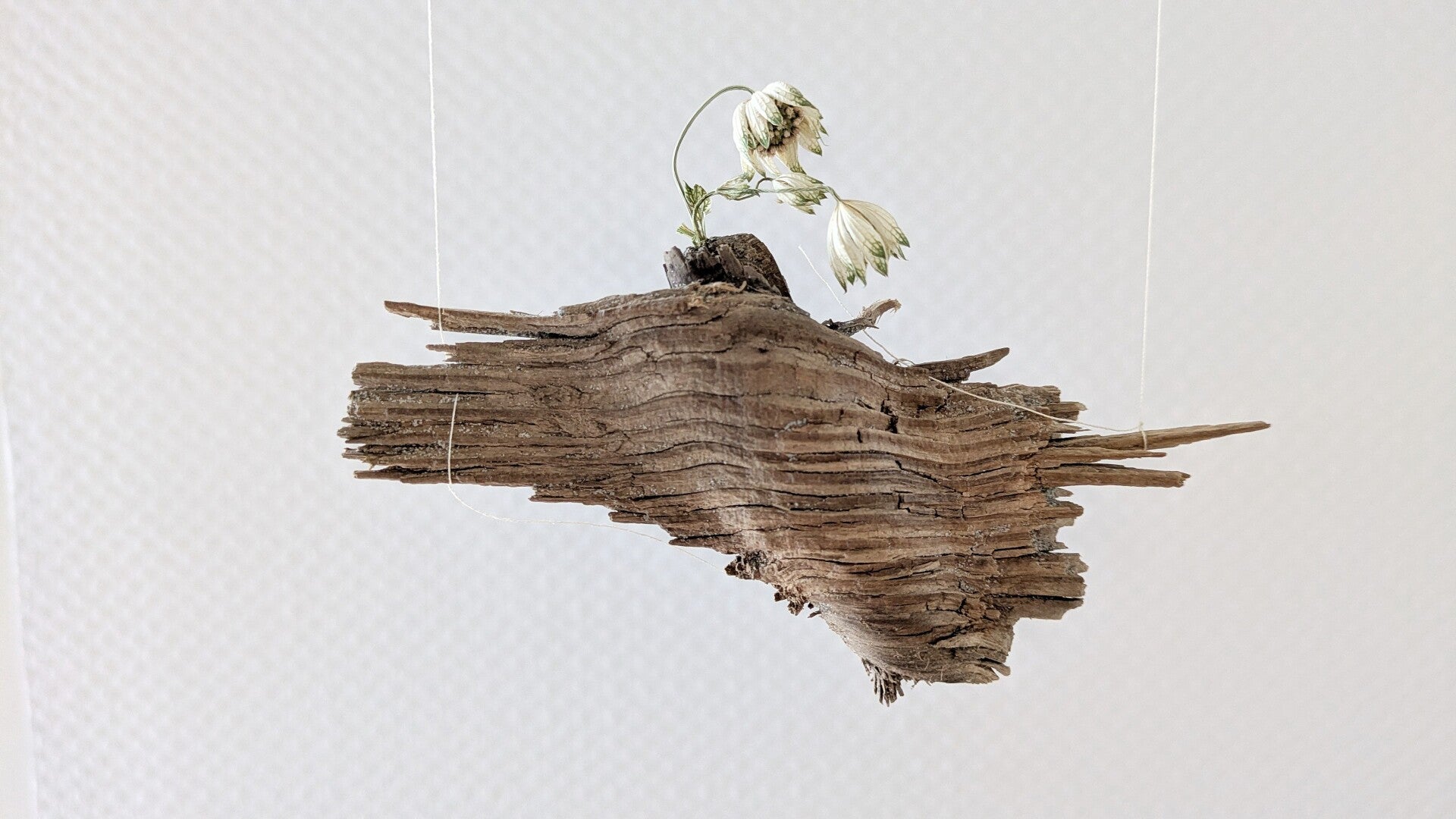 Ein Wurzelstück mit einer weissen Blüte in der Ausstellung „Blütenbriefe“.