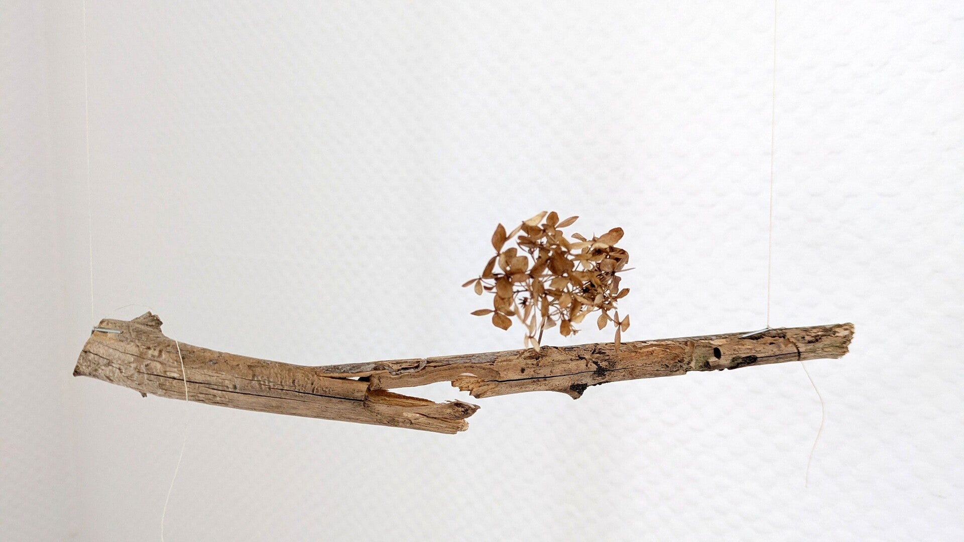 Ein kleiner Ast mit mehreren Blüten verziert in der Ausstellung „Blütenbriefe“.
