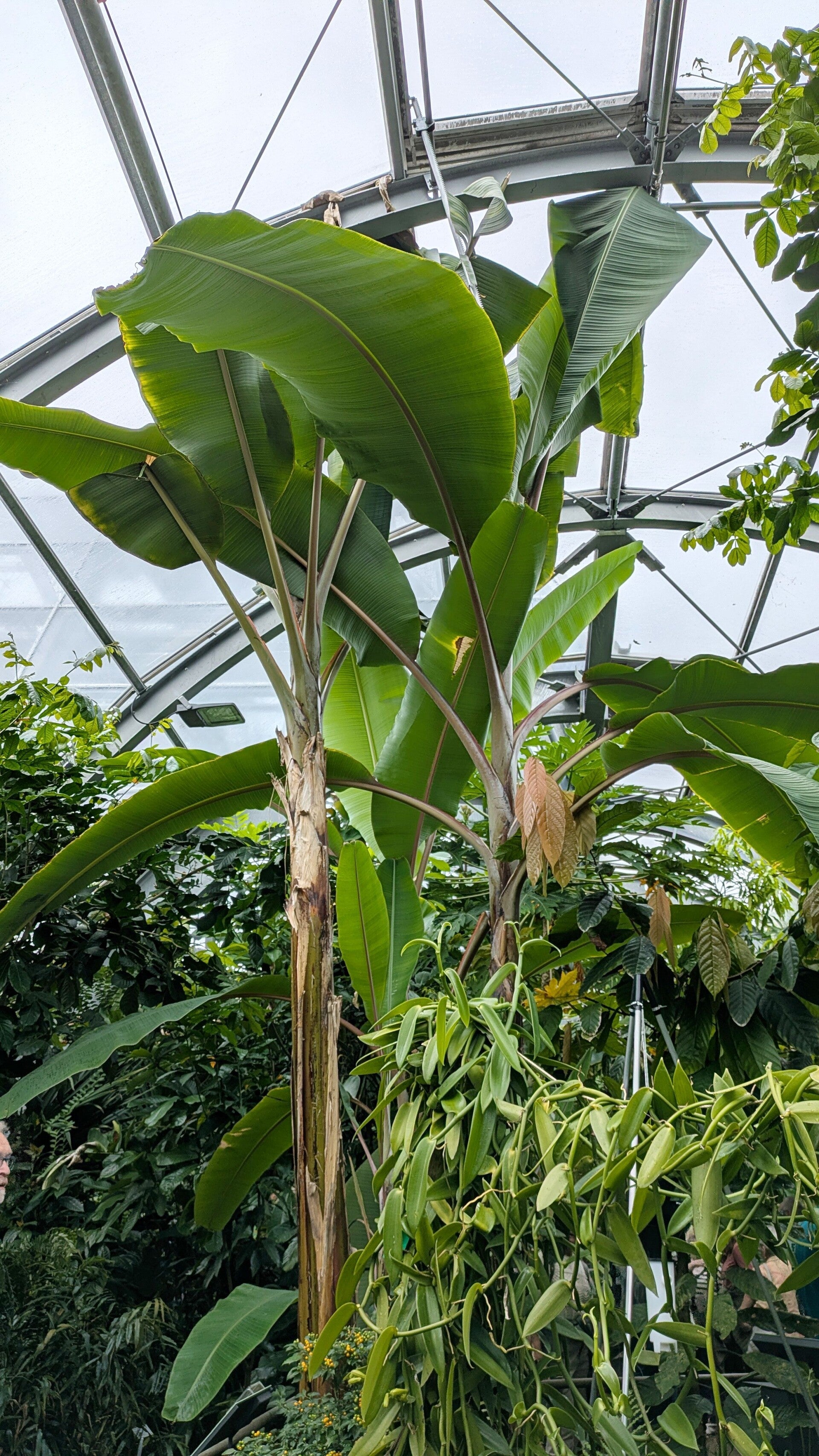 Eine grosse Banaenpflanze in den neuen Schauhäusern  der Kölner Flora
