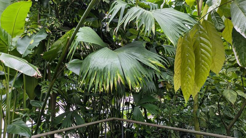 Grosse Palmenblätter in saftigem Grün  in den neuen Schauhäusern  der Kölner Flora