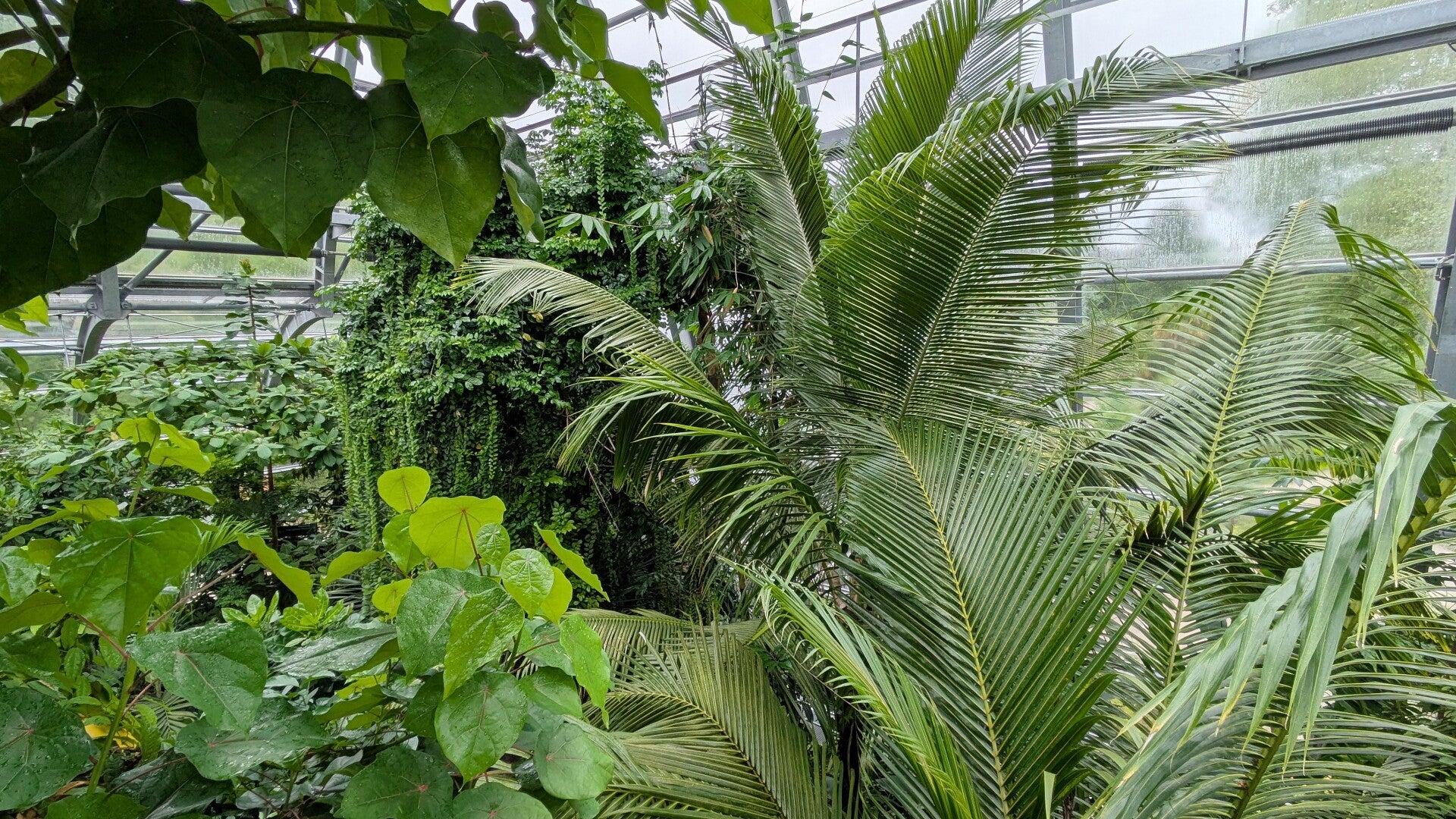 Wunderbare exotische Pflanzen in saftigen Grün  in den neuen Schauhäusern  der Kölner Flora
