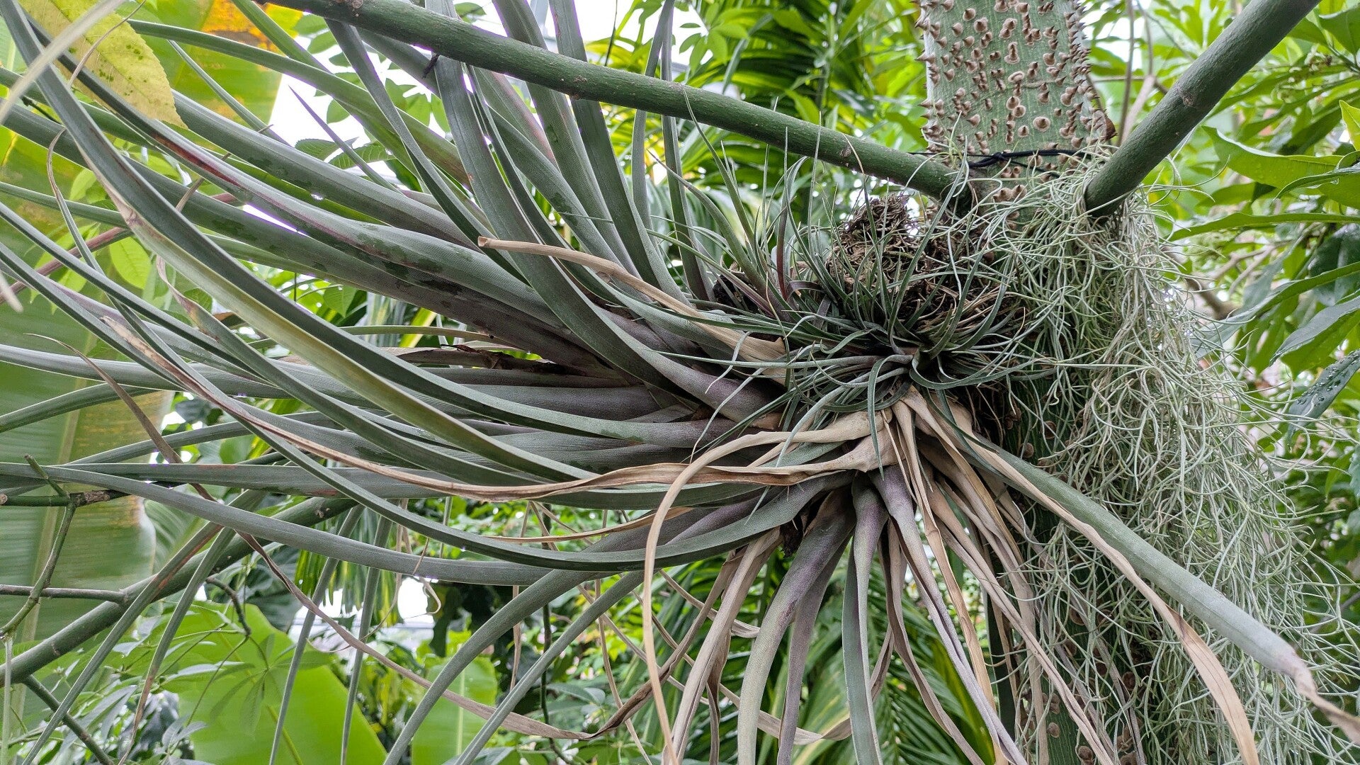 Eine wunderbare Tillansdien Pflanze  in den neuen Schauhäusern  der Kölner Flora
