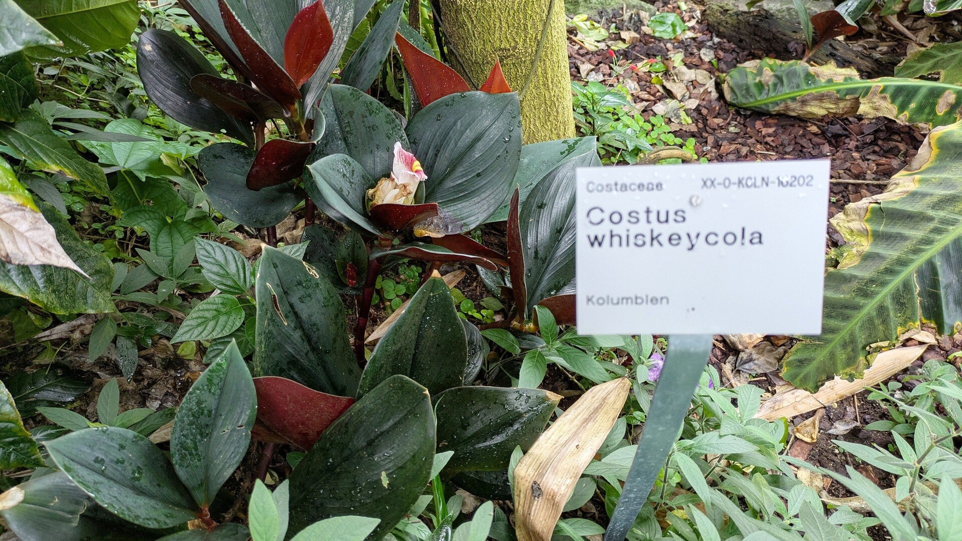 Eine Pflanze mit dem schönen Namen whiskeycola  in den neuen Schauhäusern  der Kölner Flora