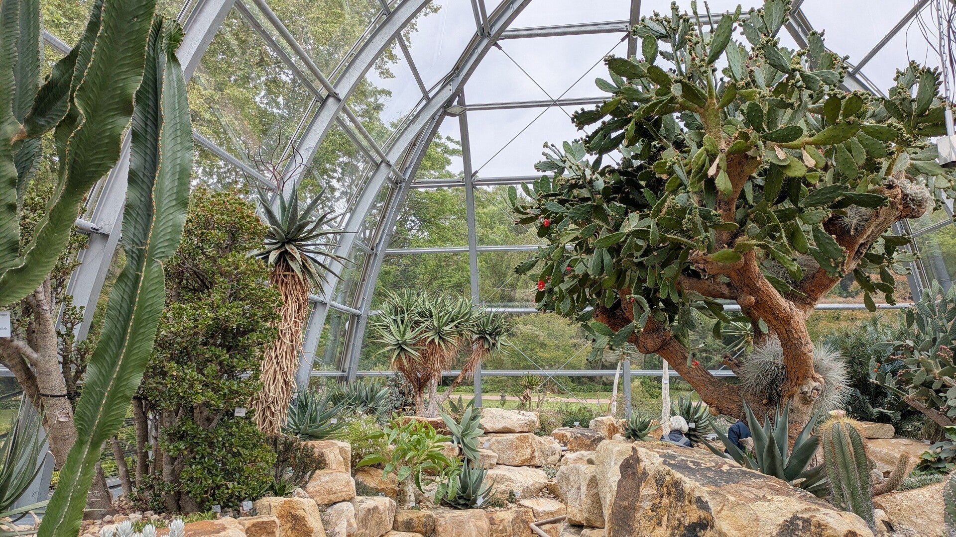 Ein riesiger Kaktusbaum mit Früchten im Wüstenhaus der Kölner Flora