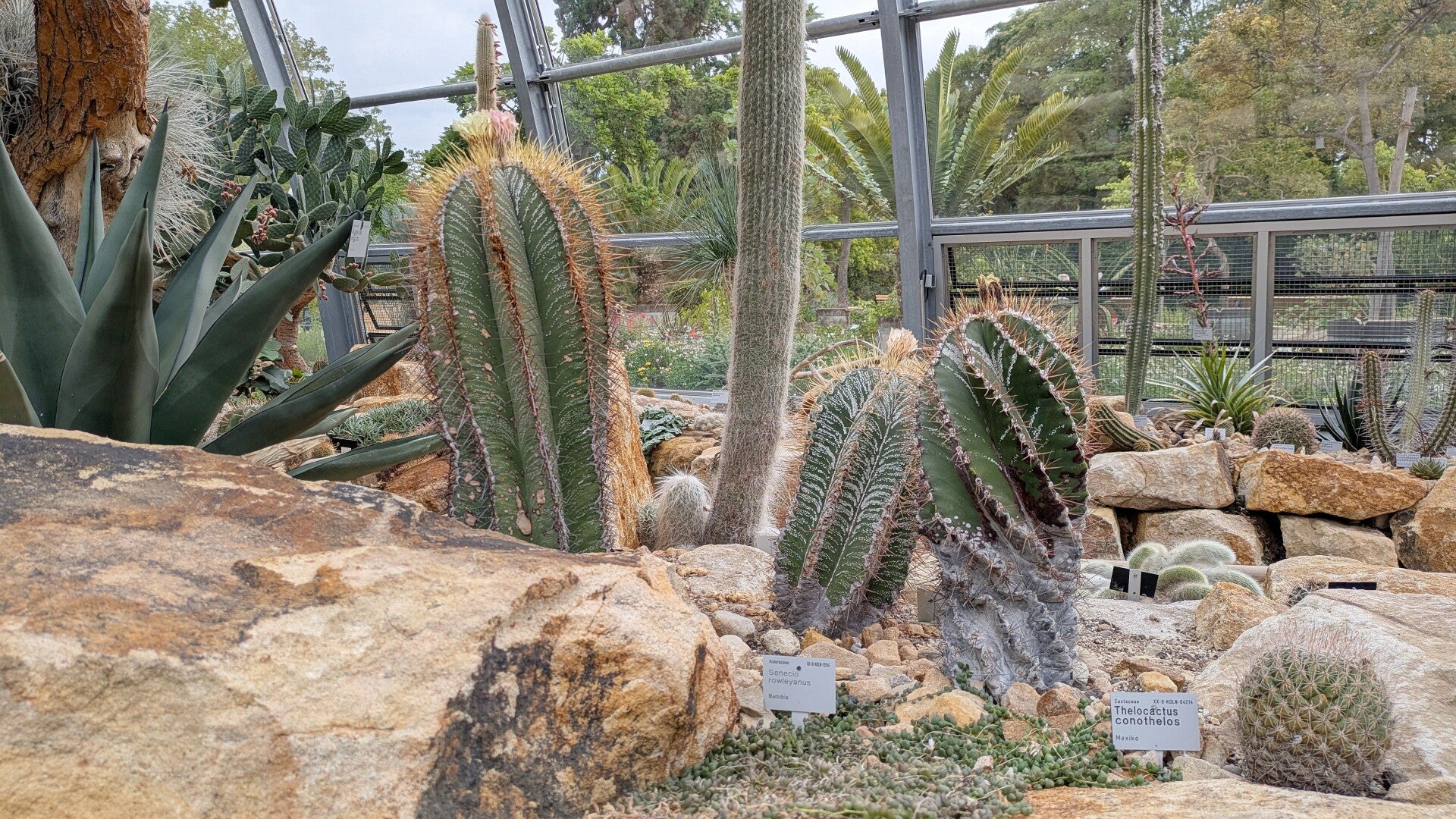 Runde Kakteen in steiniger Erde im Wüstenhaus der Kölner Flora