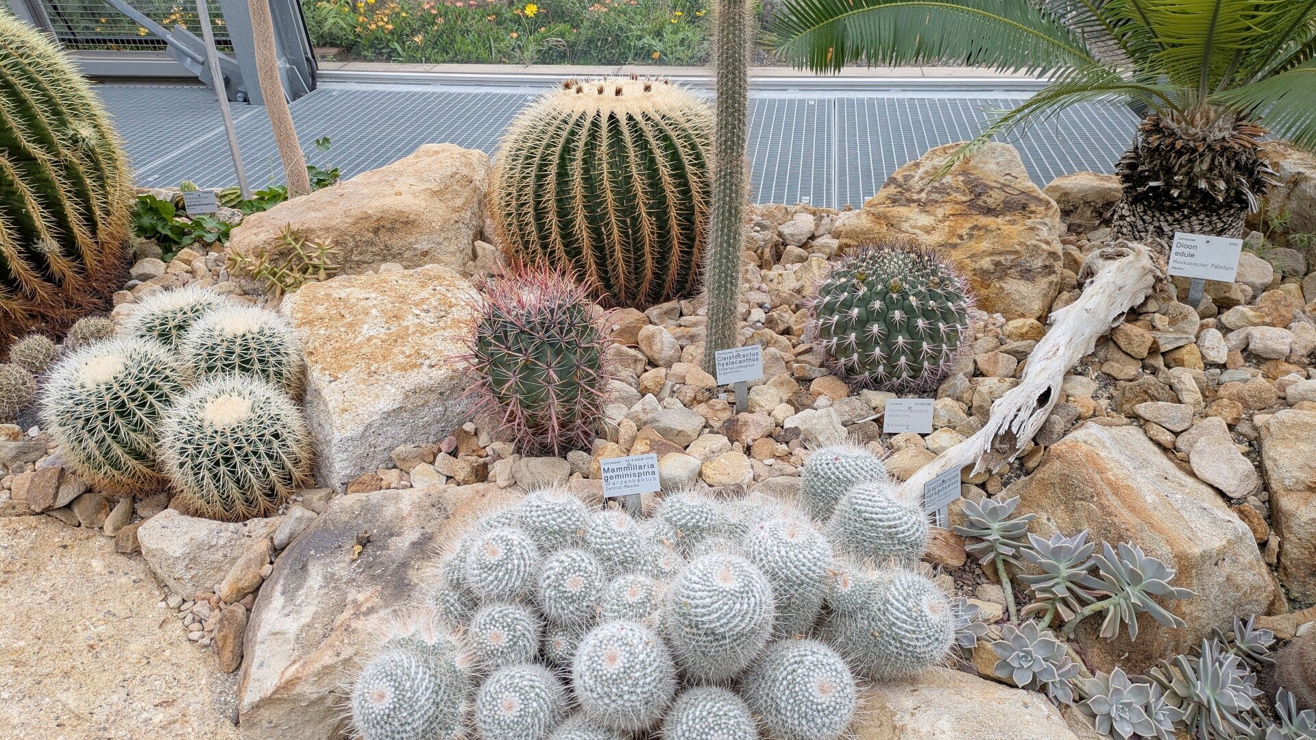 Schöne grosse Kakteen mit spitzen Stacheln im Wüstenhaus der Kölner Flora