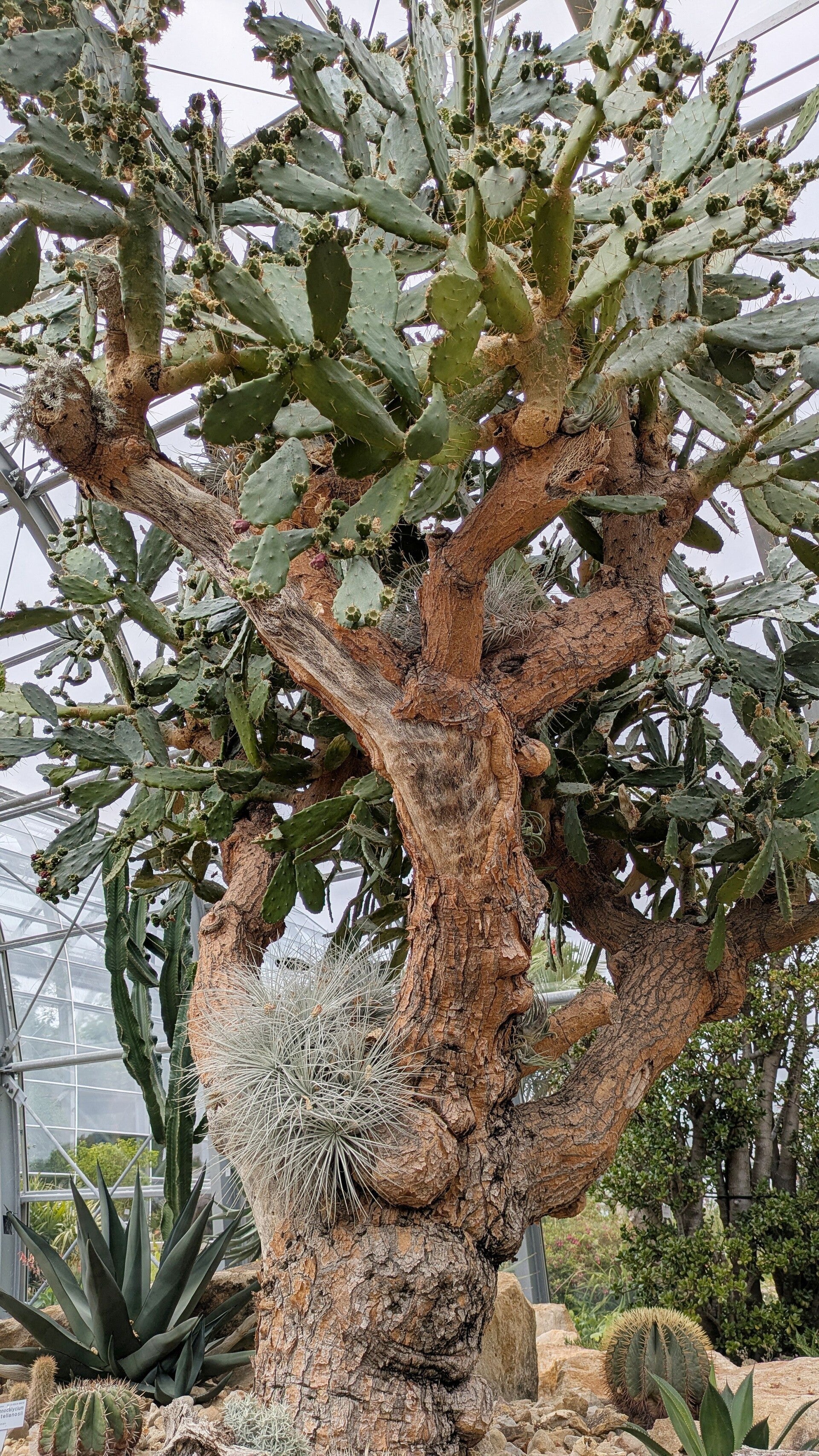 Blick auf einen grossen Kaktus mit Früchten im Wüstenhaus der Kölner Flora