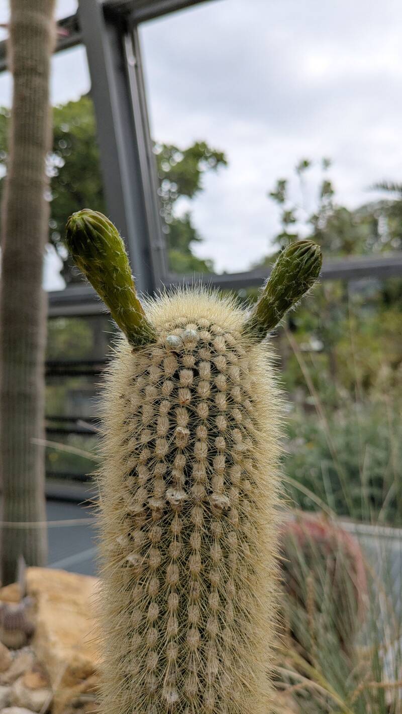 Ein Kaktus mit lustigen Ablegern im Wüstenhaus der Kölner Flora