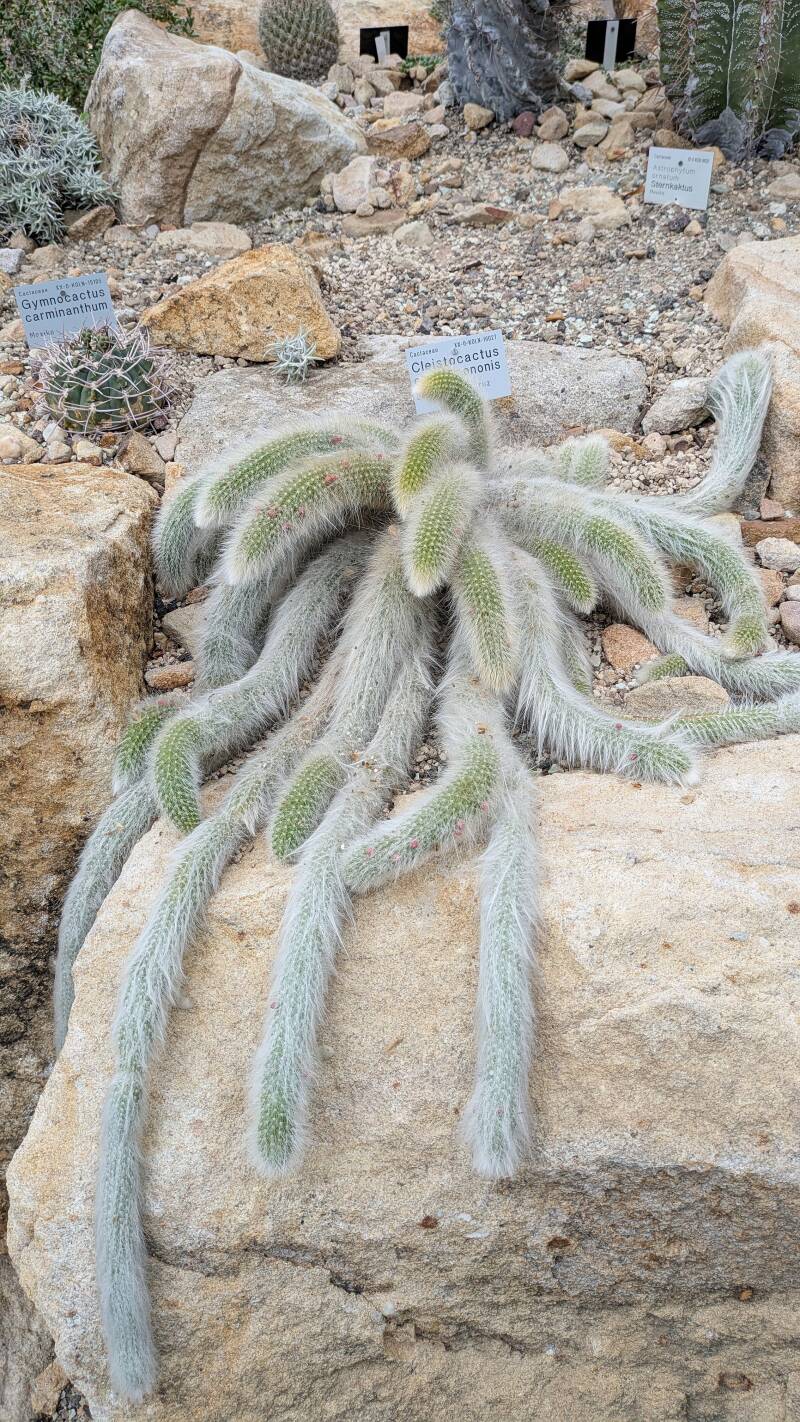 Eine Kaktusart, die sich flissend um Steine herumlegt im Wüstenhaus der Kölner Flora