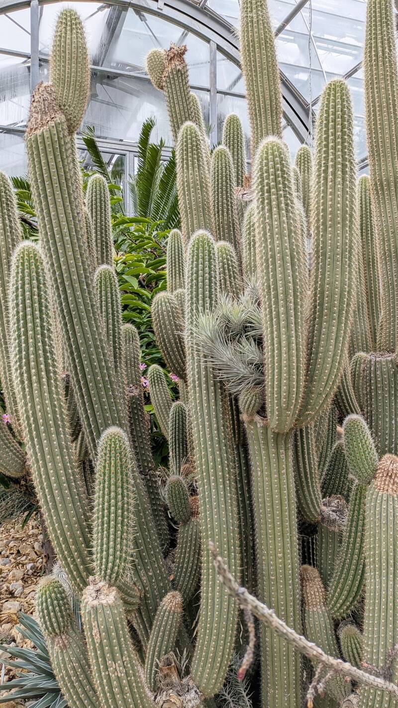 Über 2 Meter grosse Kakteen in einer steinigen Landschaft im Wüstenhaus der Kölner Flora