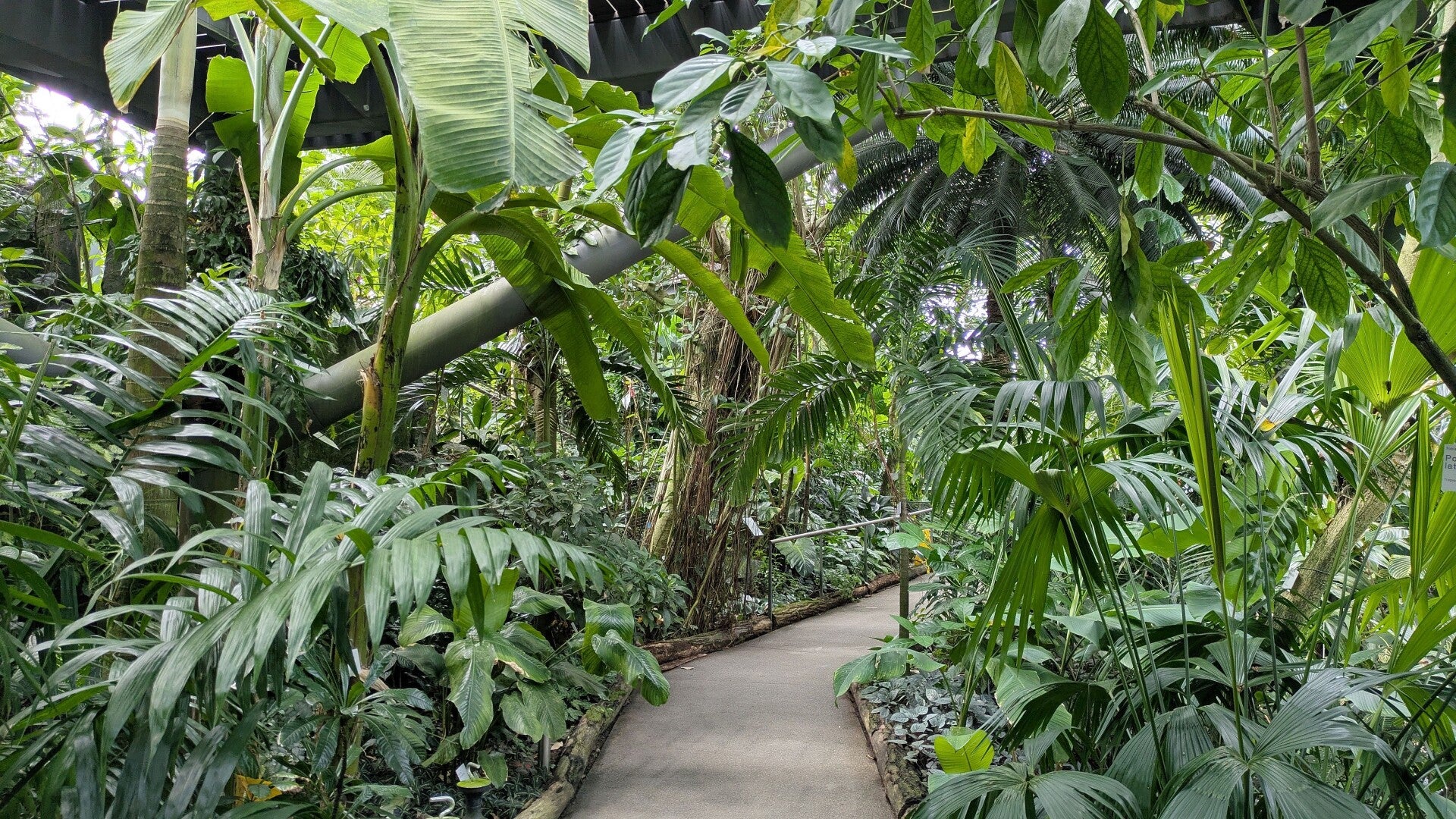 Grosse Palmenblätter in saftigem Grün  in den neuen Schauhäusern  der Kölner Flora