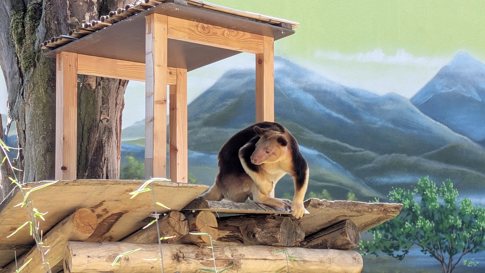 Ein graubraunes Bergkänguru beim Klettern imDrachenhaus im Kölner Zoo