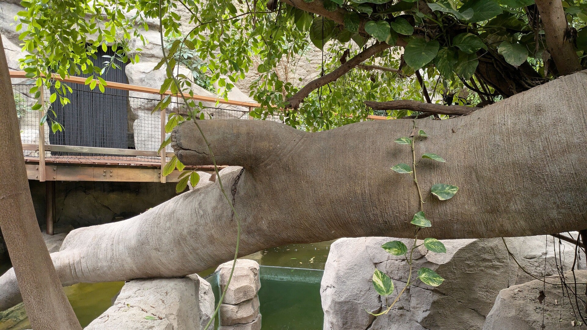 Ein Blick auf einen nachgebildeten umgefallenen Baum über einer Wasserfläche im neuen Drachenhaus im Kölner Zoo