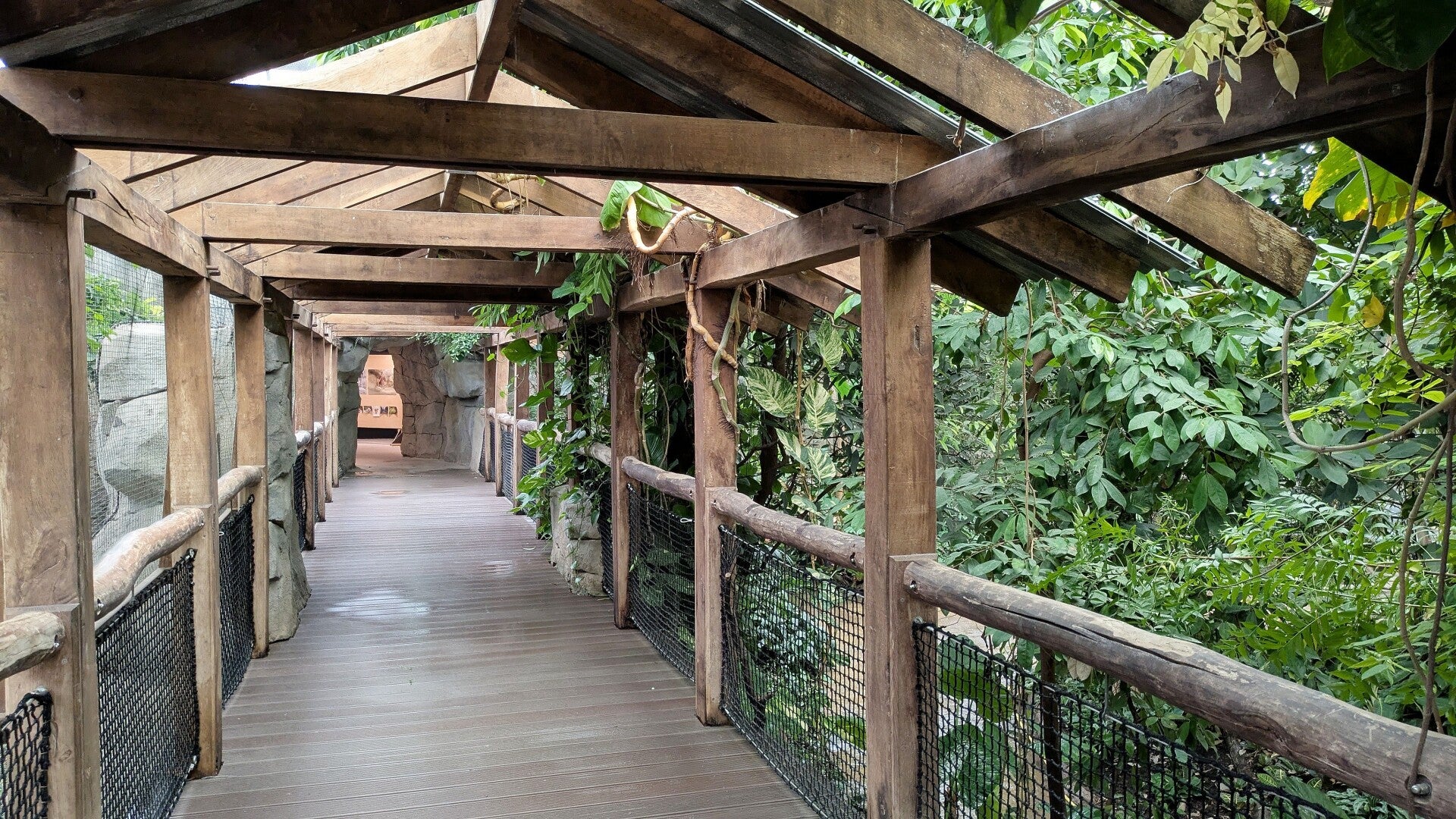 Ein  Blick auf eine mit Hloz überdachter Holzsteg hoch ber schönen Pflanzen im neuen Drachenhaus im Kölner Zoo