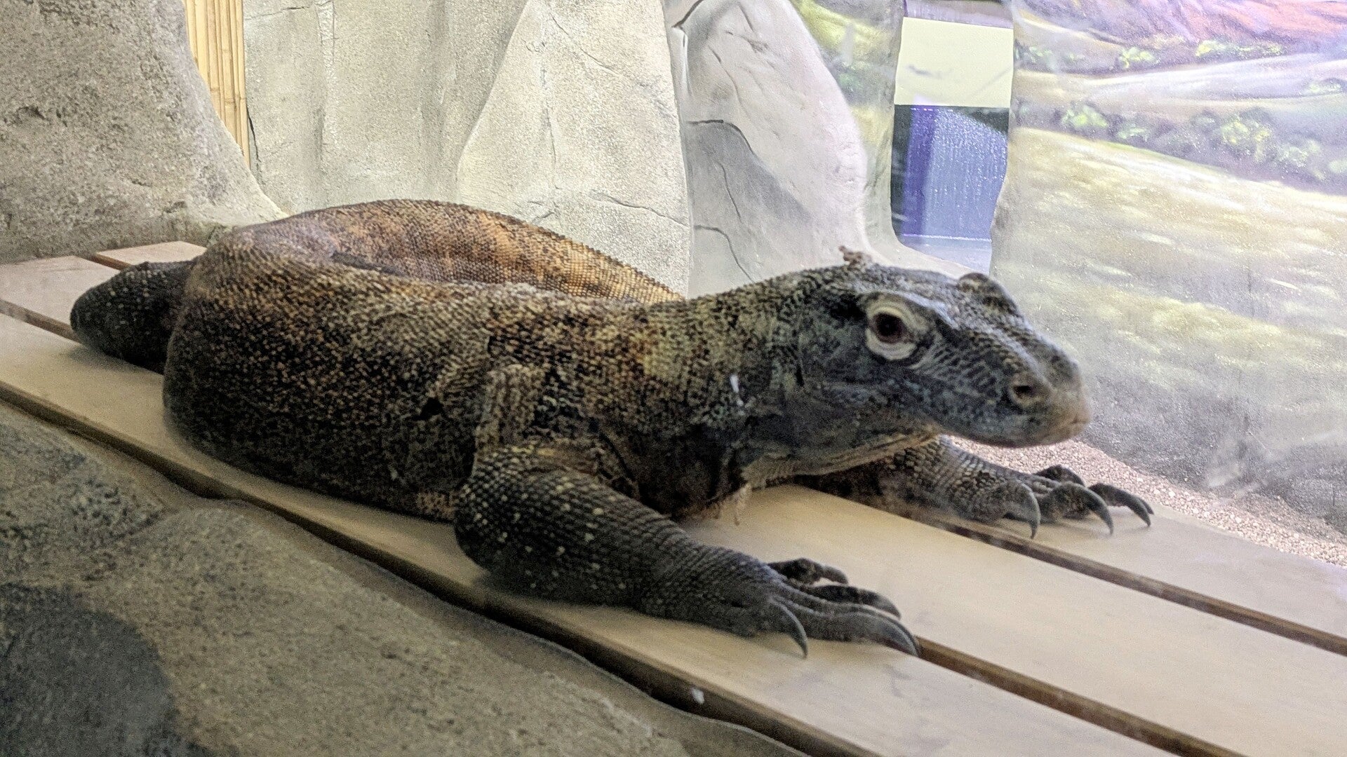 Ein Komodowaran liegt auf einer grauen Felsenwand im neuen Drachenhaus im Kölner Zoo