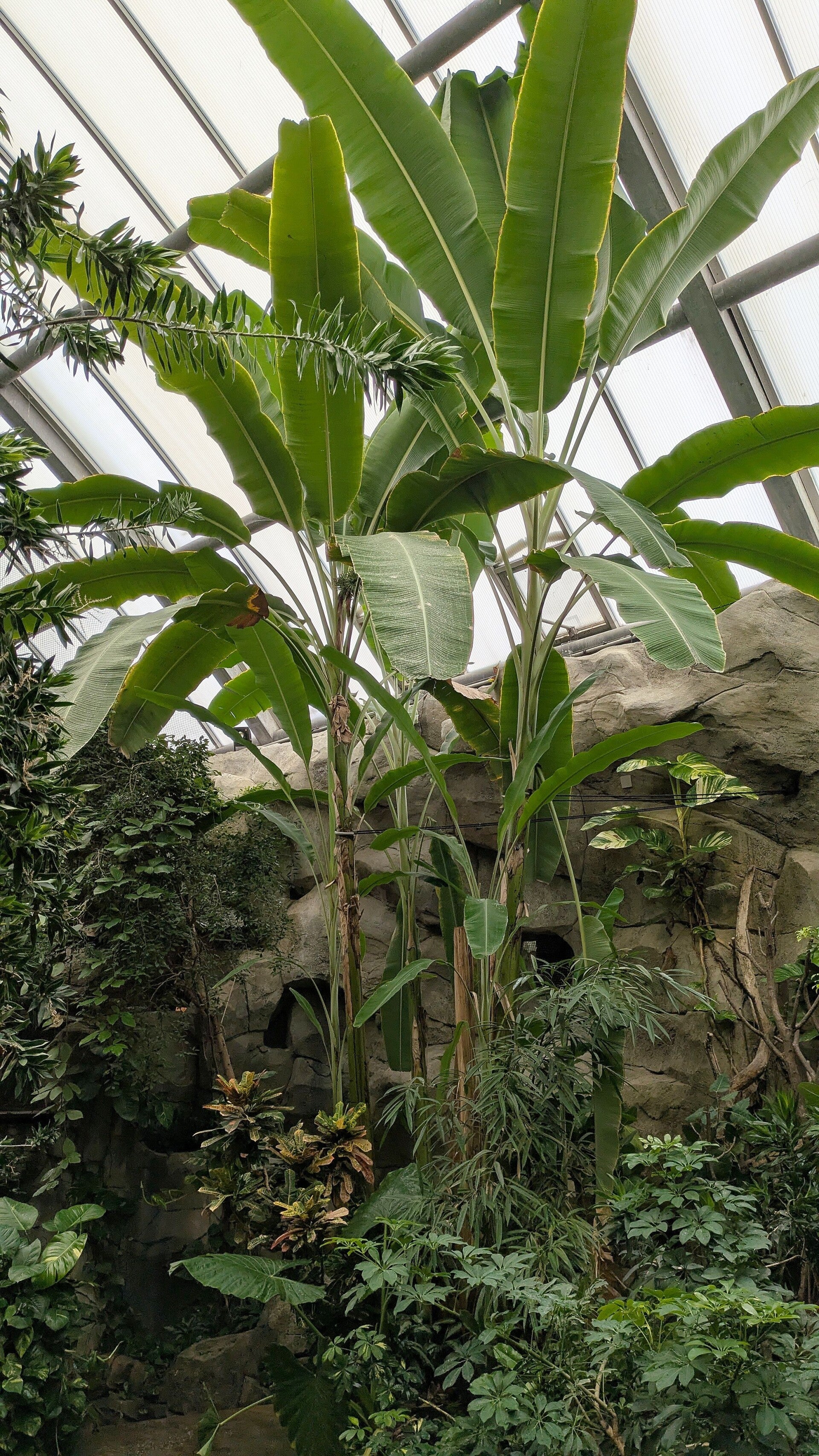 Eine sehr grosse Palme neben einer Felslandschaft im neuen Drachenhaus im Kölner Zoo