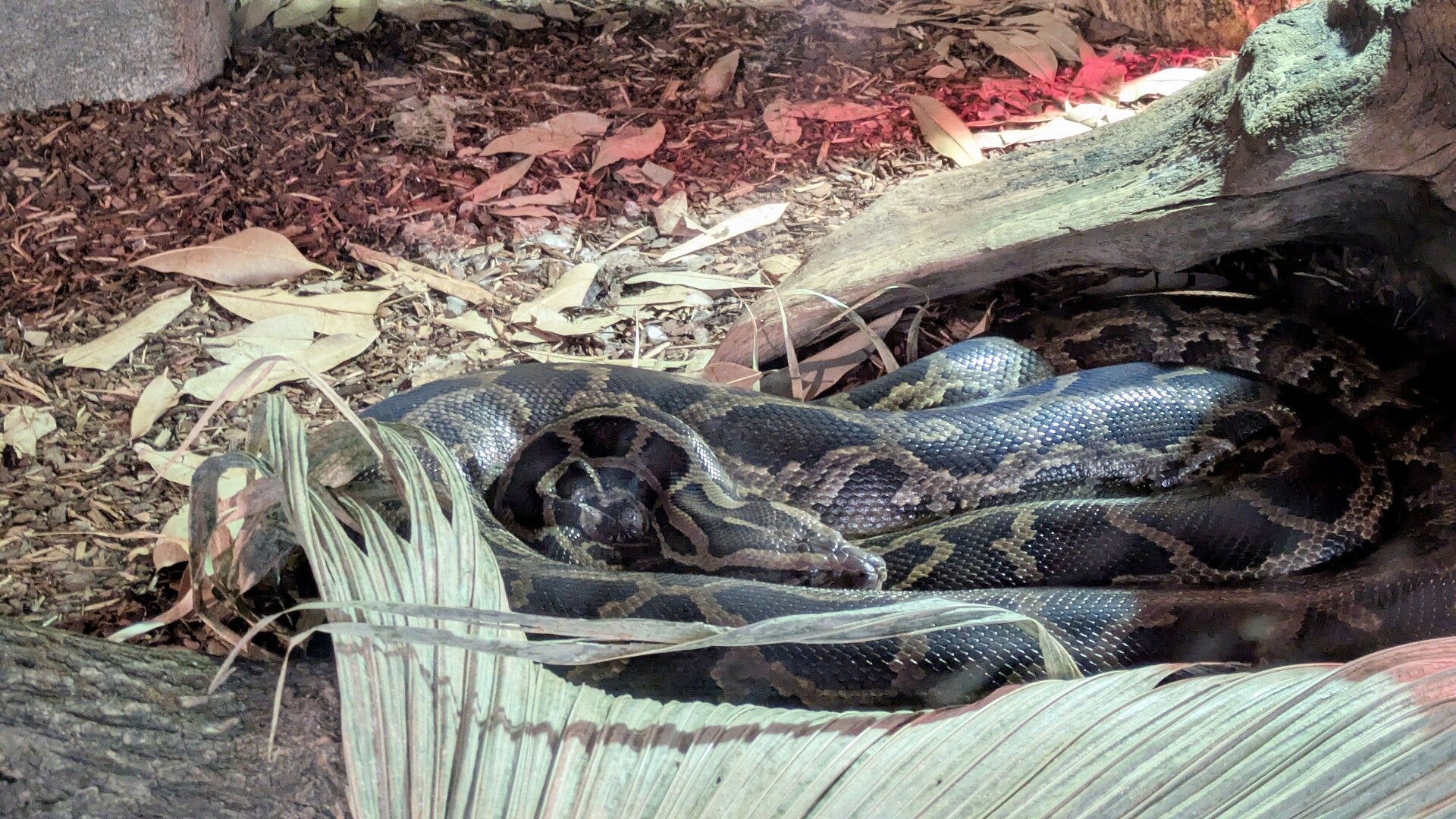 Eine riesige Python Schlange mit schöner Schuppenfärbung beim Ausruhen im neuen Drachenhaus im Kölner Zoo