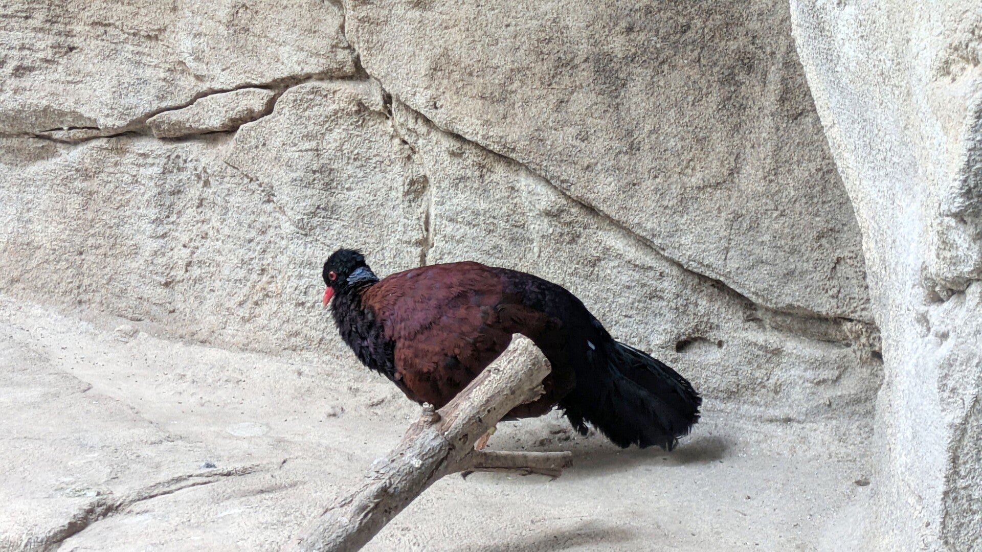 Ein Paradiesvogel mit schönen Farben auf einem Sandboden im neuen Drachenhaus im Kölner Zoo