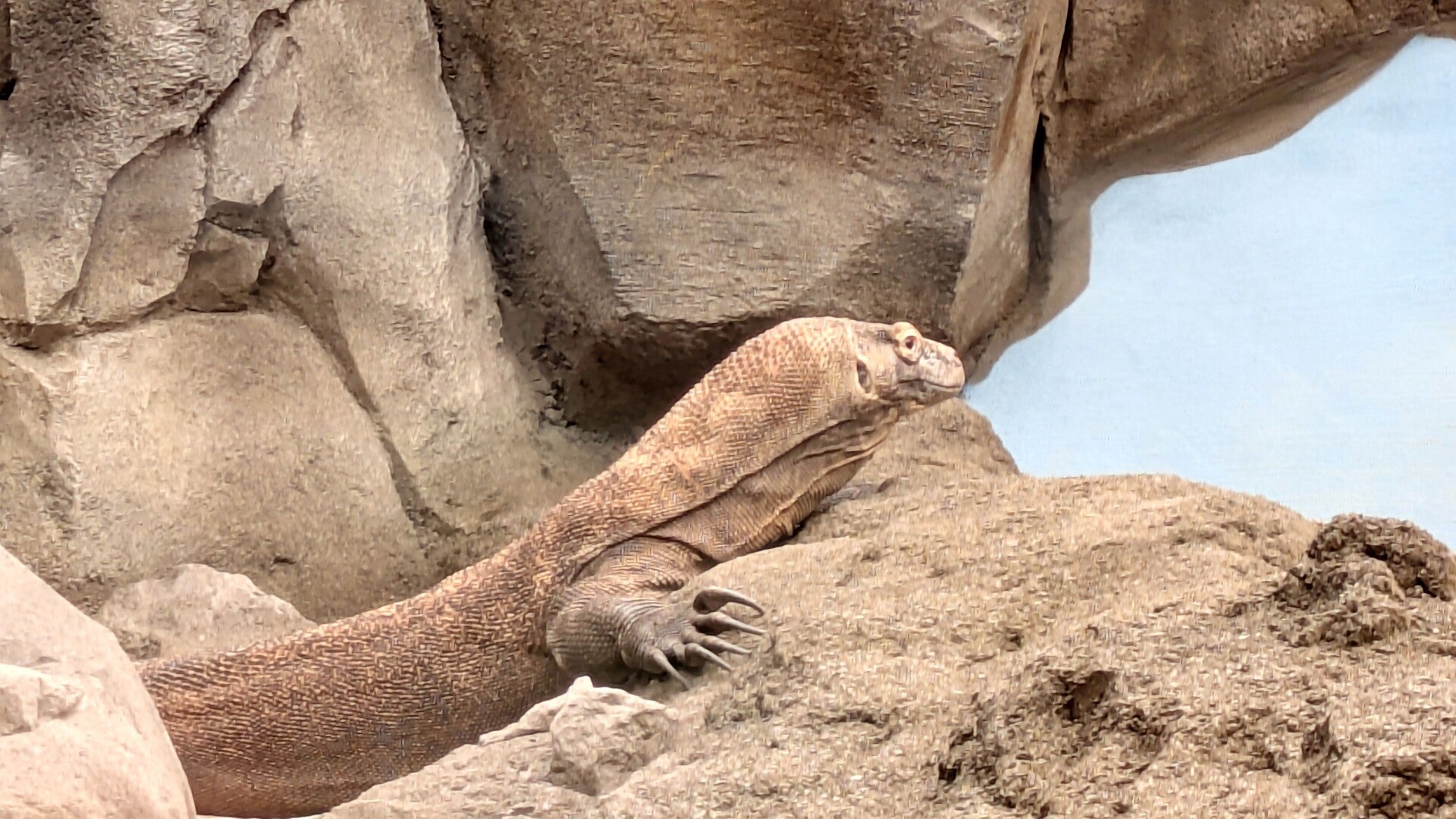 Ein Komodowaran liegt sehr entspannt auf einem brauen Felsen im neuen Drachenhaus im Kölner Zoo