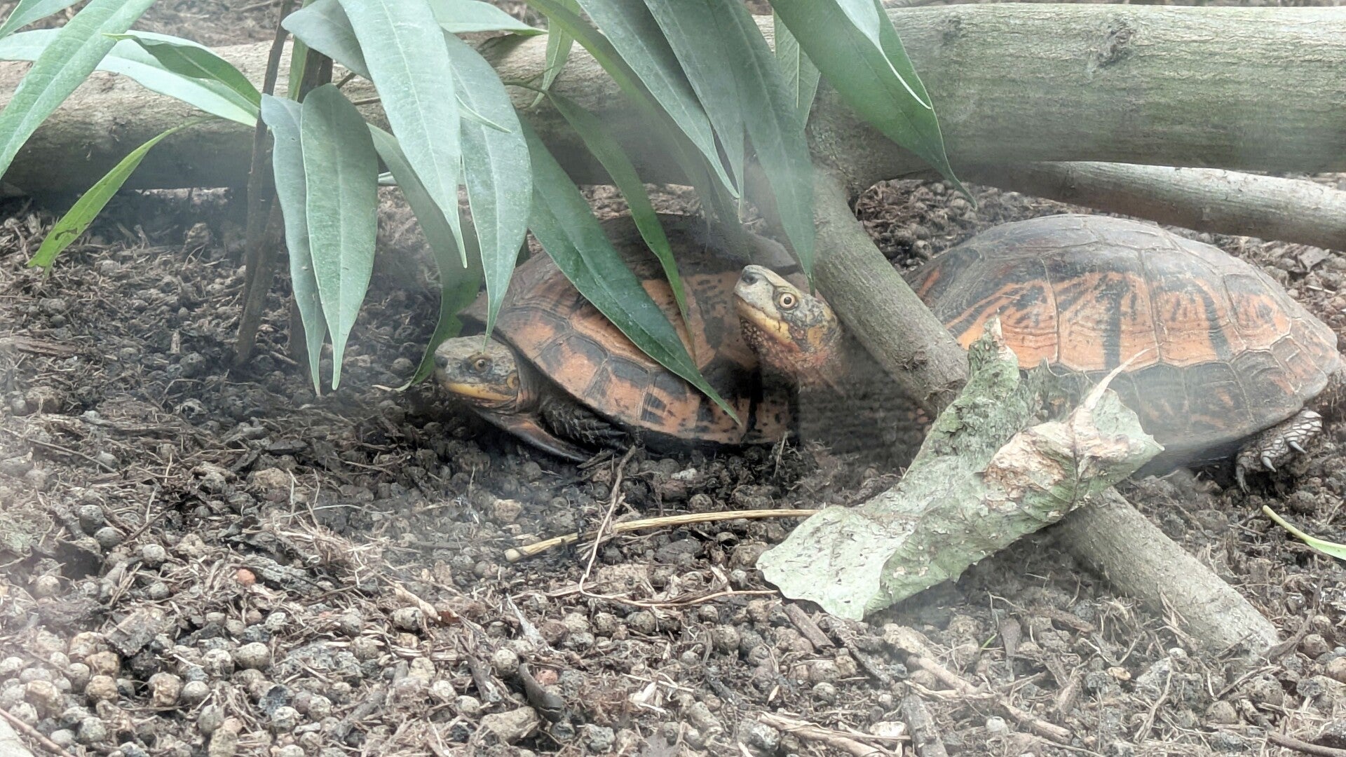 Zwei kleine Gelbpanzer Schildkröten beim gemeinsamen Grasfressen im neuen Drachenhaus im Kölner Zoo