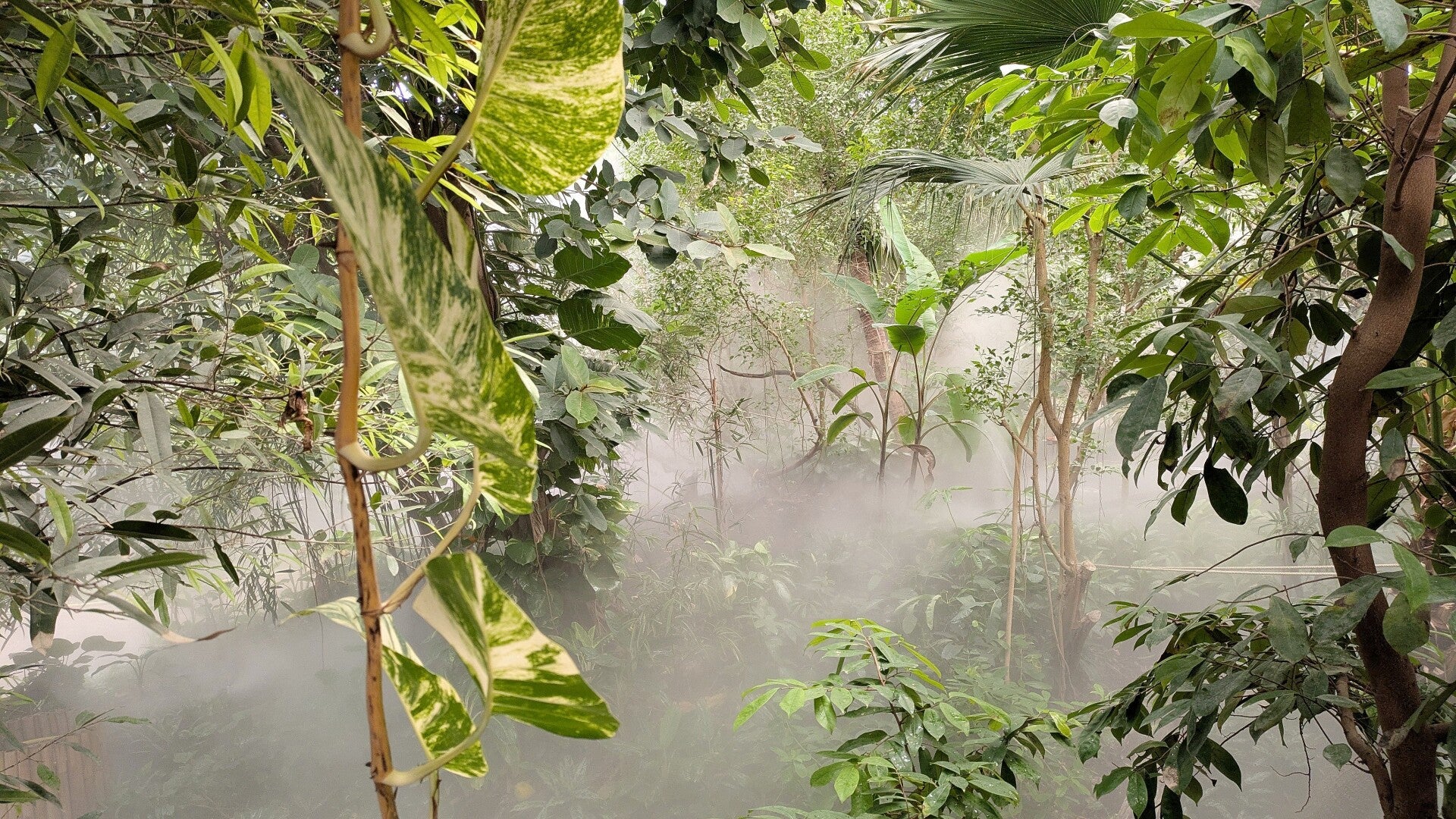 Eine schön angelegte Wasserlandschaft mit Felsen im neuen Drachenhaus im Kölner Zoo