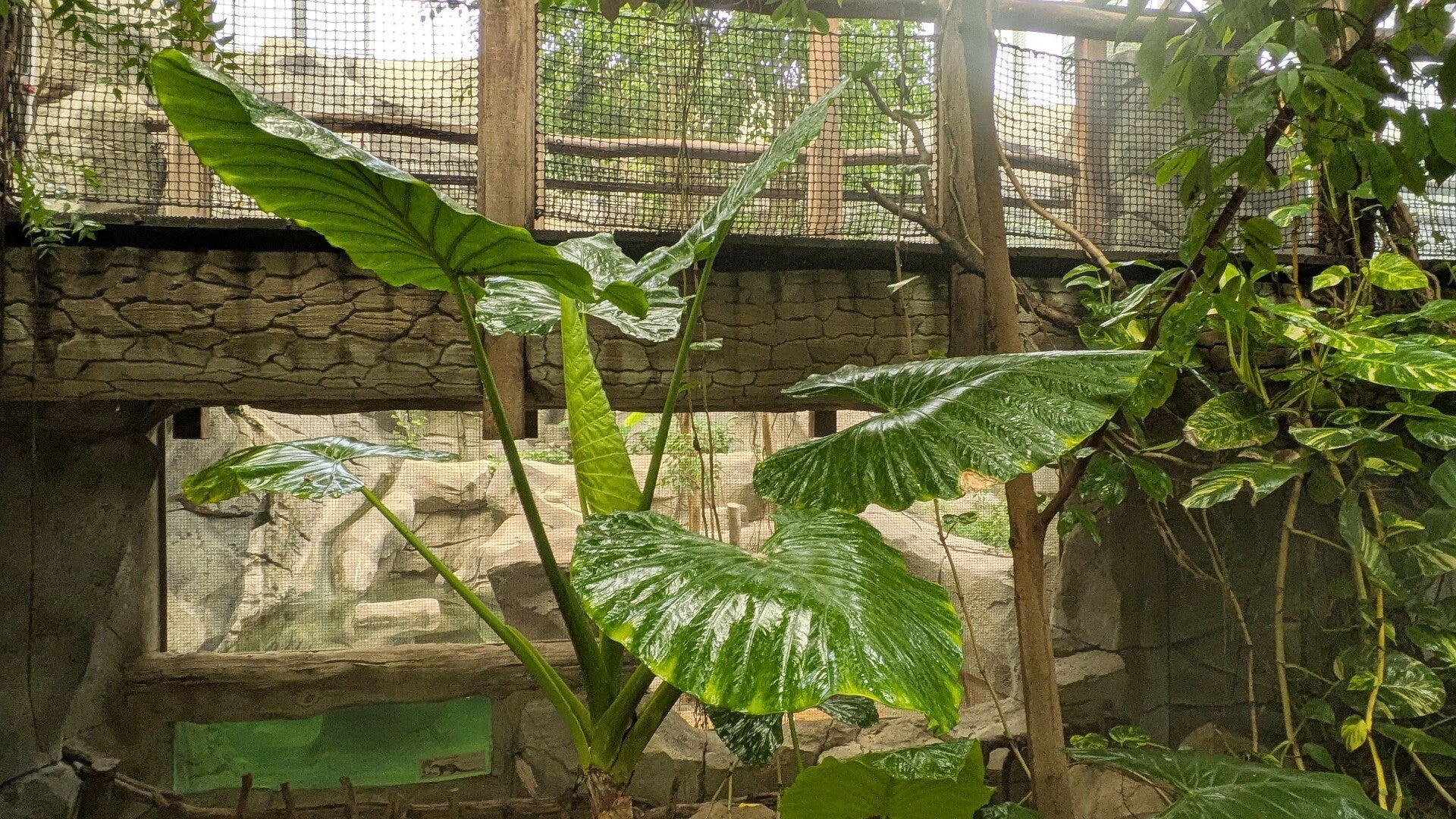 Mehrere braune grosse Landschildkröten in einem eingegrenzten schönen Gehege im neuen Drachenhaus im Kölner Zoo