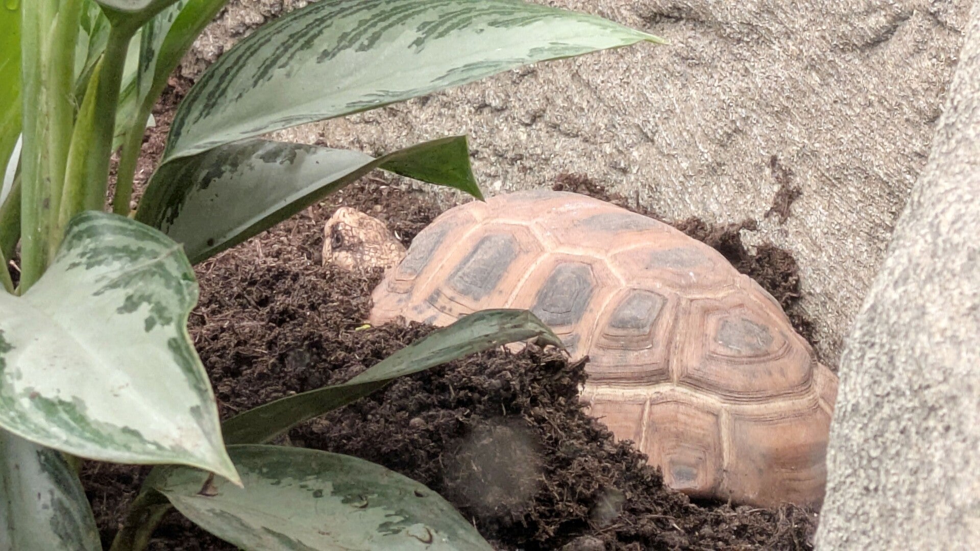 Eine Schildkröte mit einem gelbbraunen Panzer gräbt sich in Erde ein im Kölner Drachenhaus im Zoo