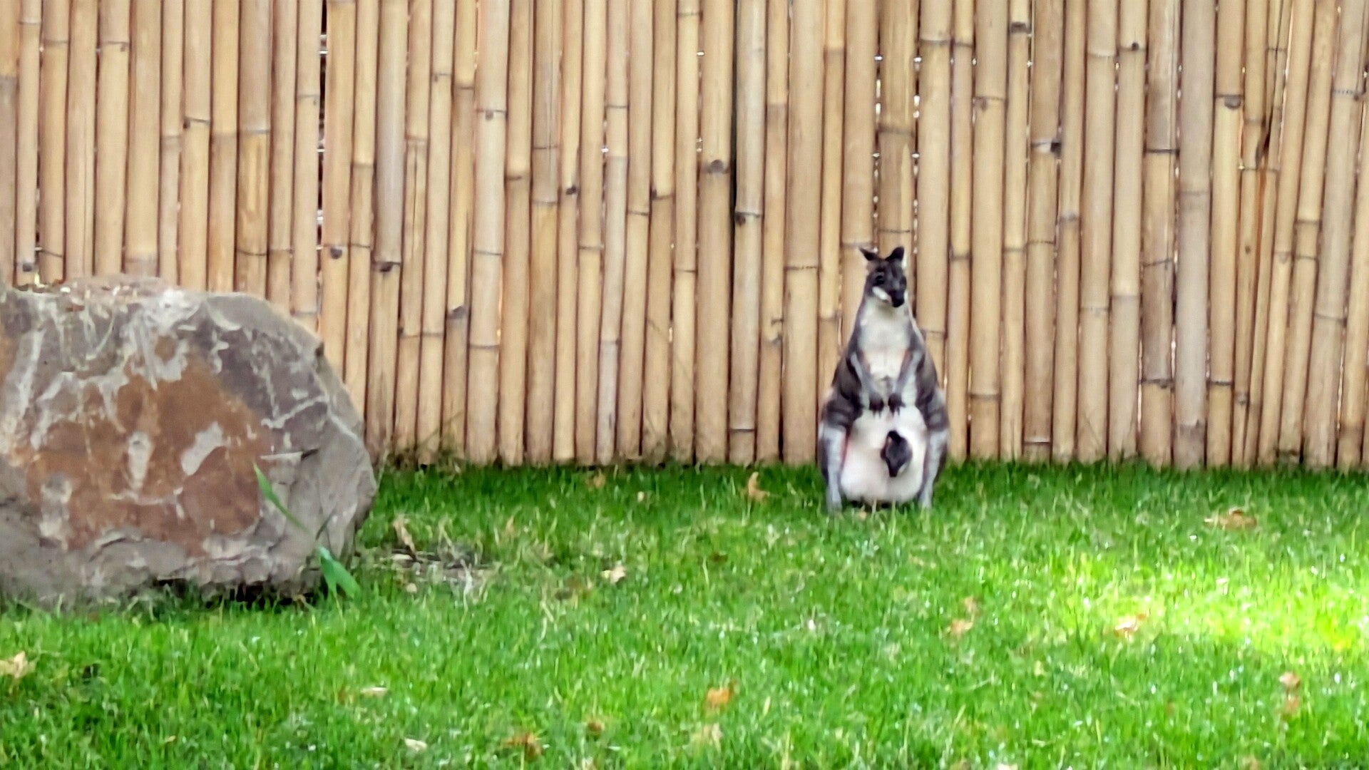 Ein kleines graues Känguru mit einem Baby in ihrer Bauchtasche im Drachenhaus Kölner Zoo