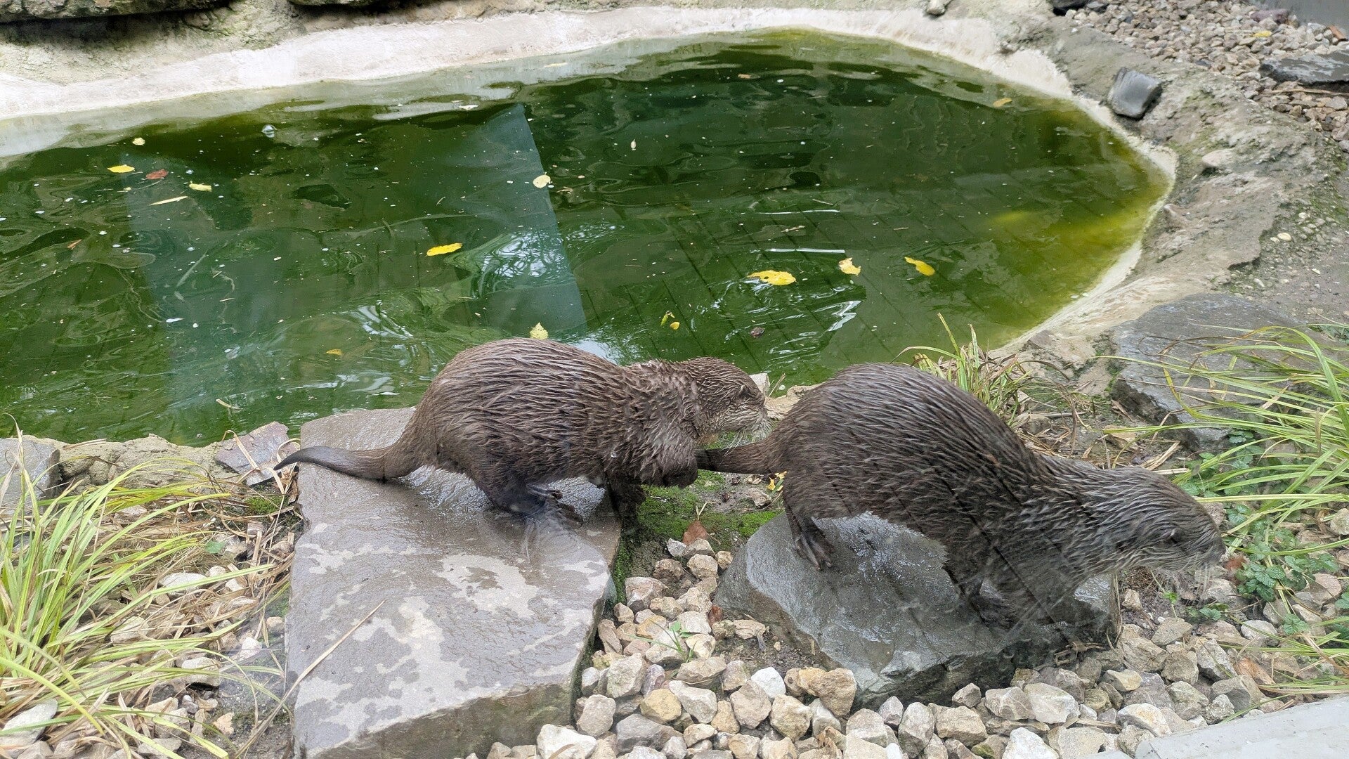 Zwei lustig spielende nasse Otter im Drachenhaus Kölner Zoo