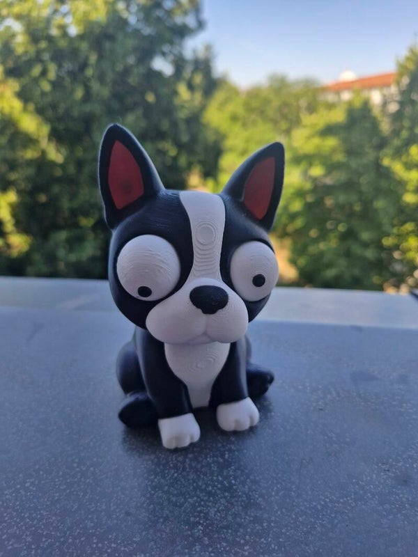 Wackelauge Bosten Terrier