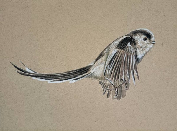 Staartmees in vlucht - potlood en pastel op gekleurd papier